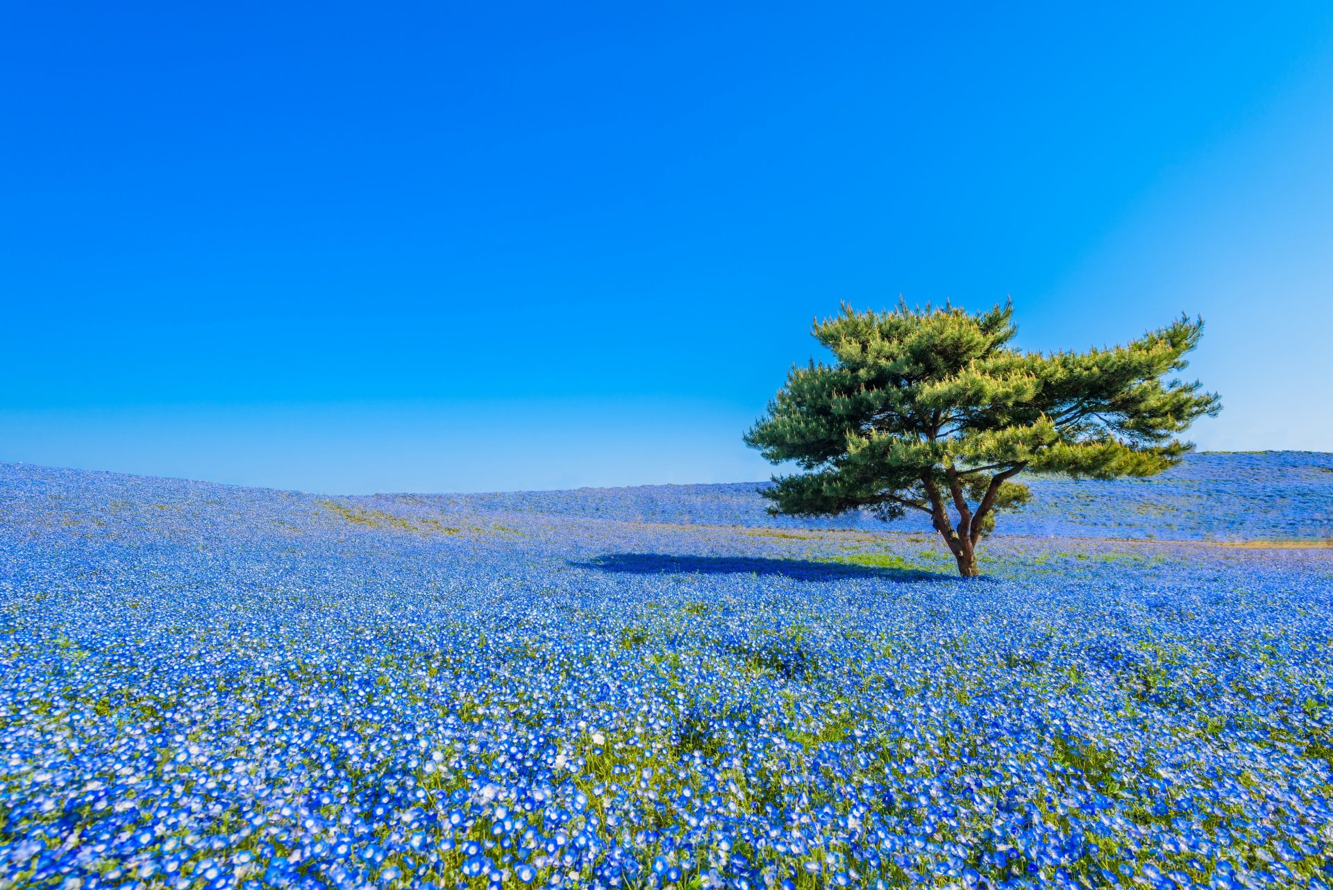 hitachi seaside park hitachinaka japón parque nacional de la playa de hitachi hitatinaka prado flores nemophila árbol