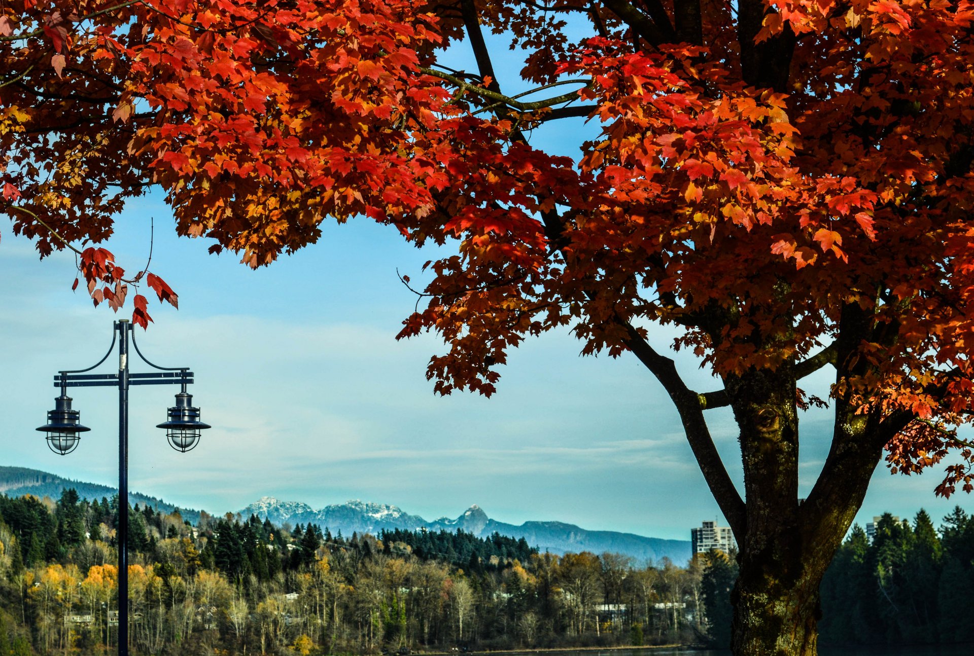 naturaleza otoño árbol linternas