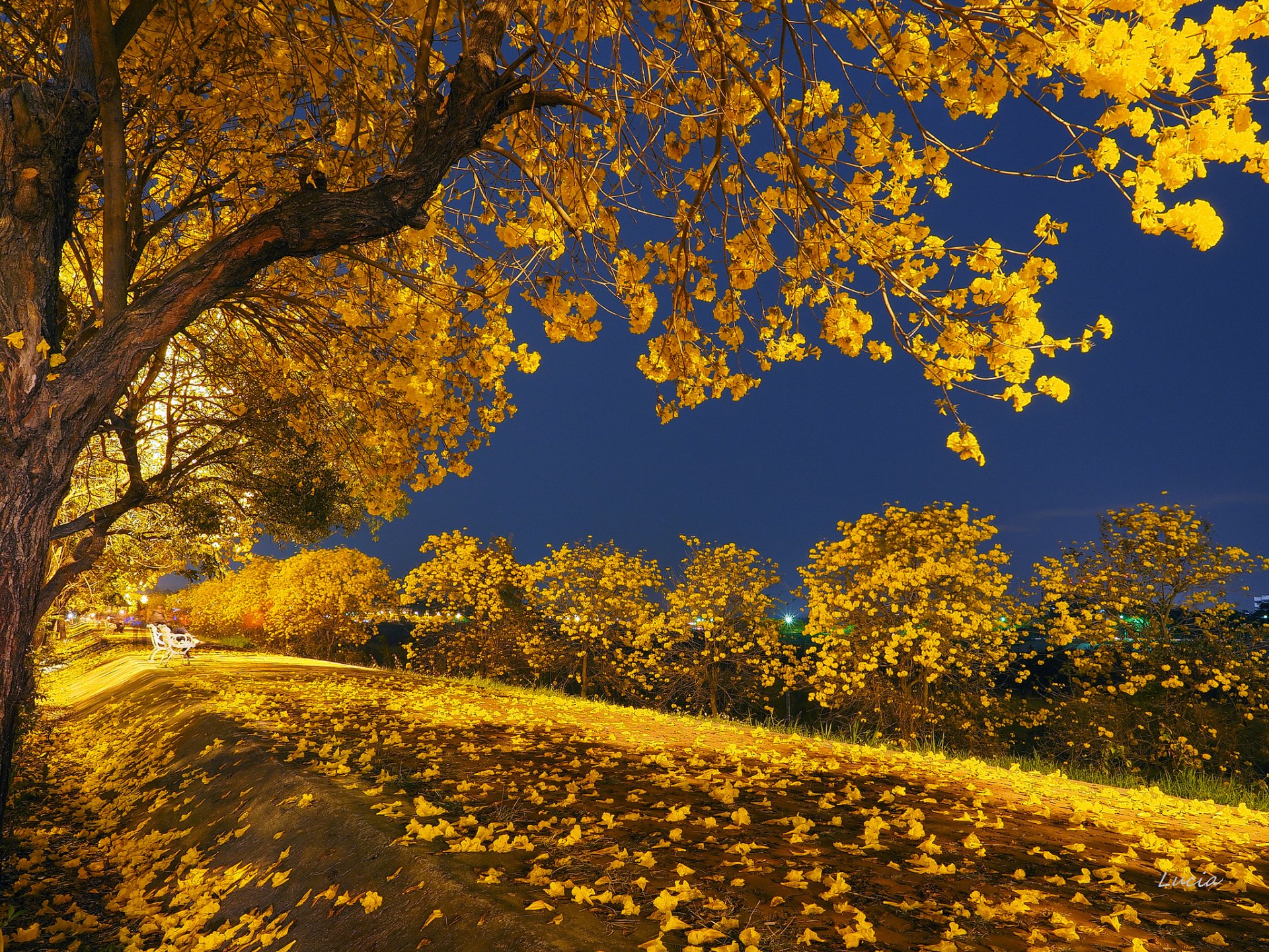 nuit lumière parc banc arbres feuilles automne