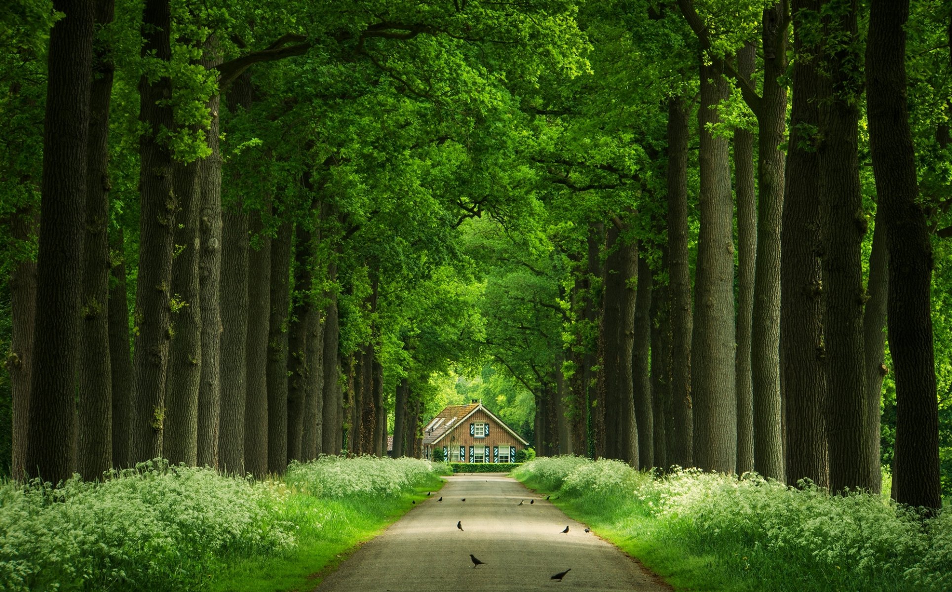 arbres allée maison troncs route oiseaux