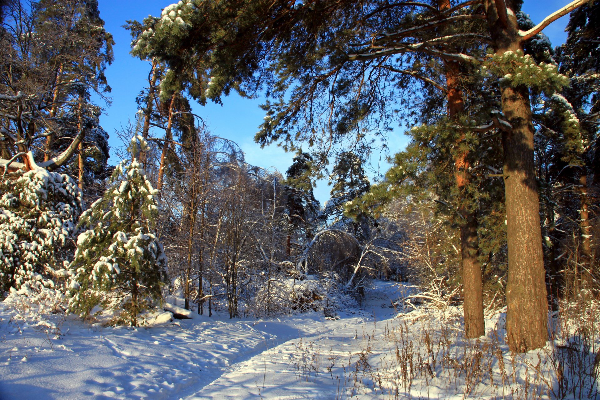 hiver forêt neige nature photo