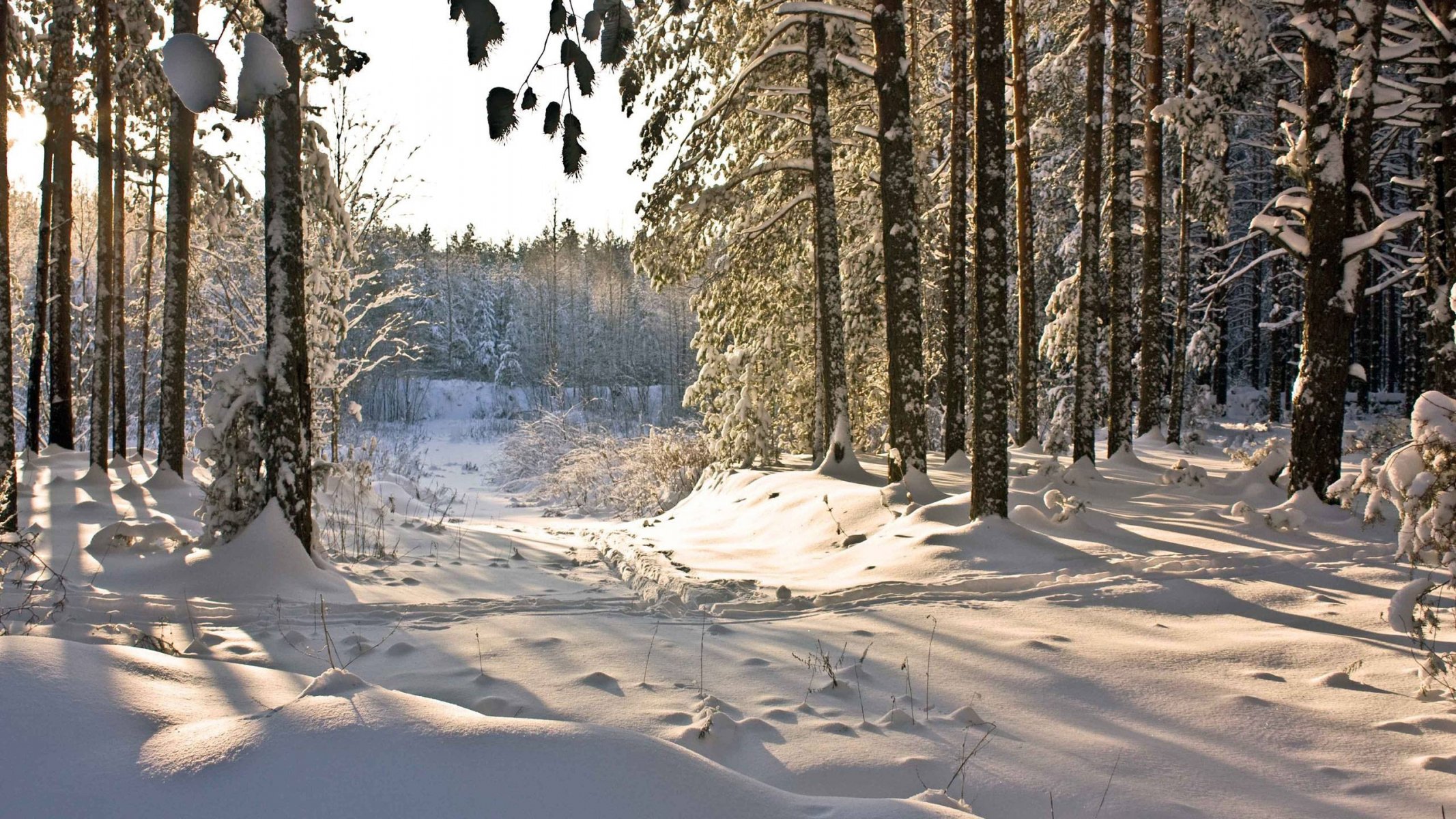 winter wald bäume schnee fußweg