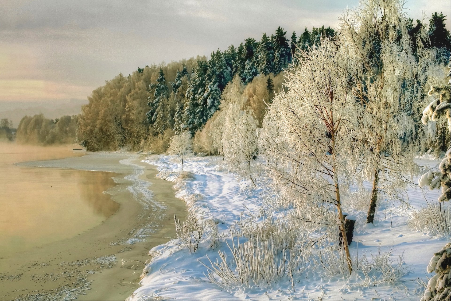 winter river coast tree snow nature photo