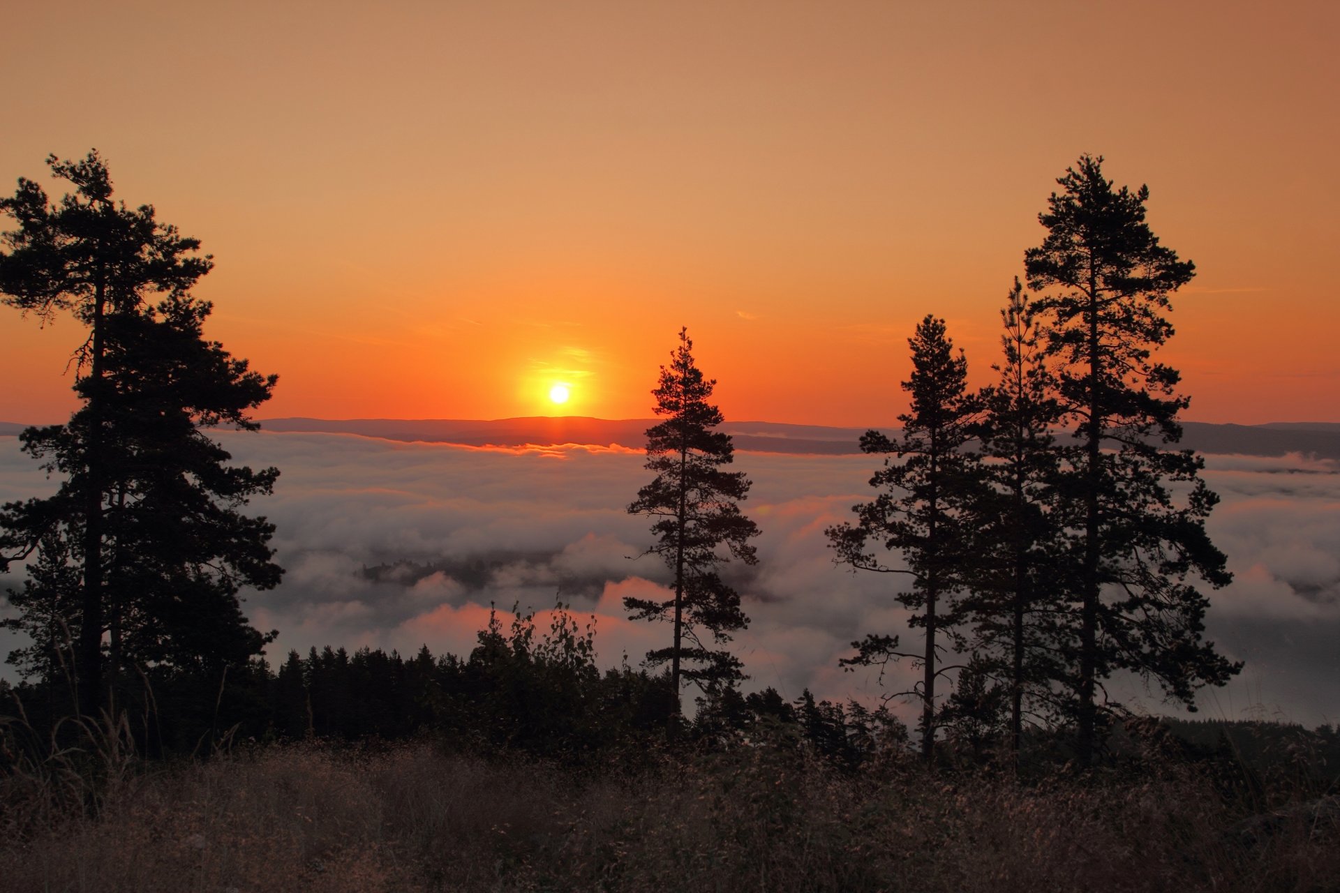 unne sweden dawn sunrise morning fog tree