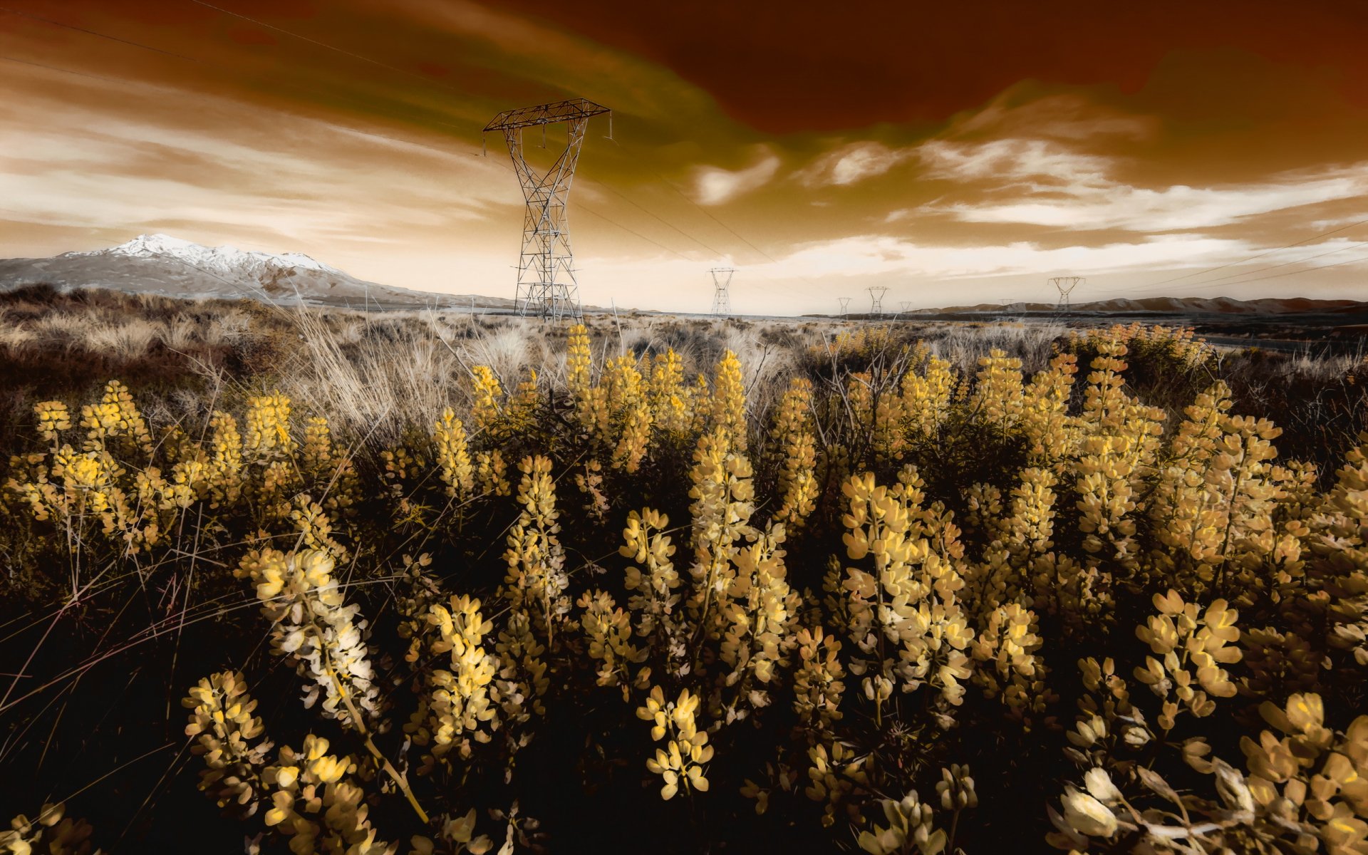 champ fleurs lignes électriques paysage