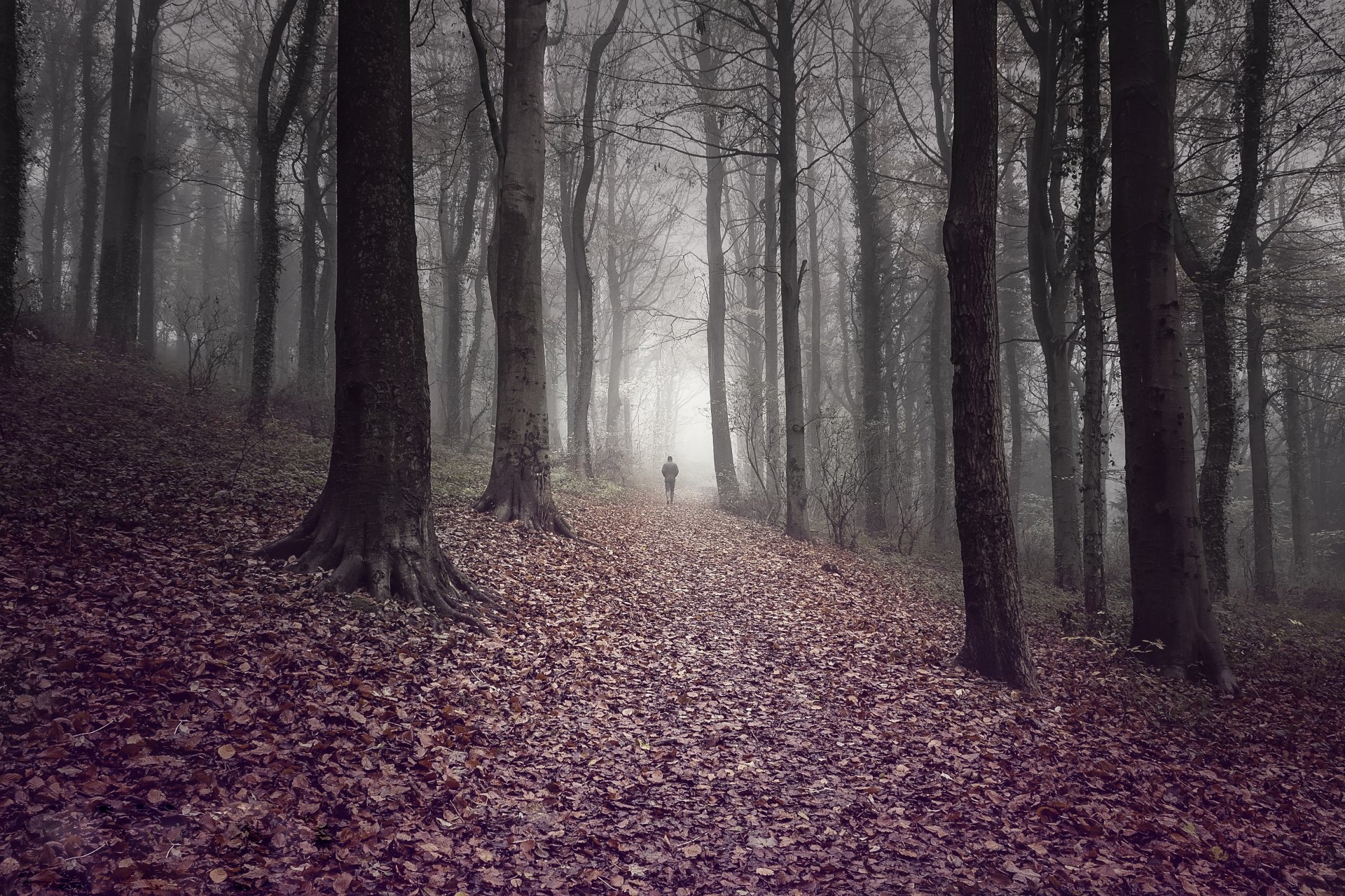 wald blätter weg mann herbst bäume nebel straße