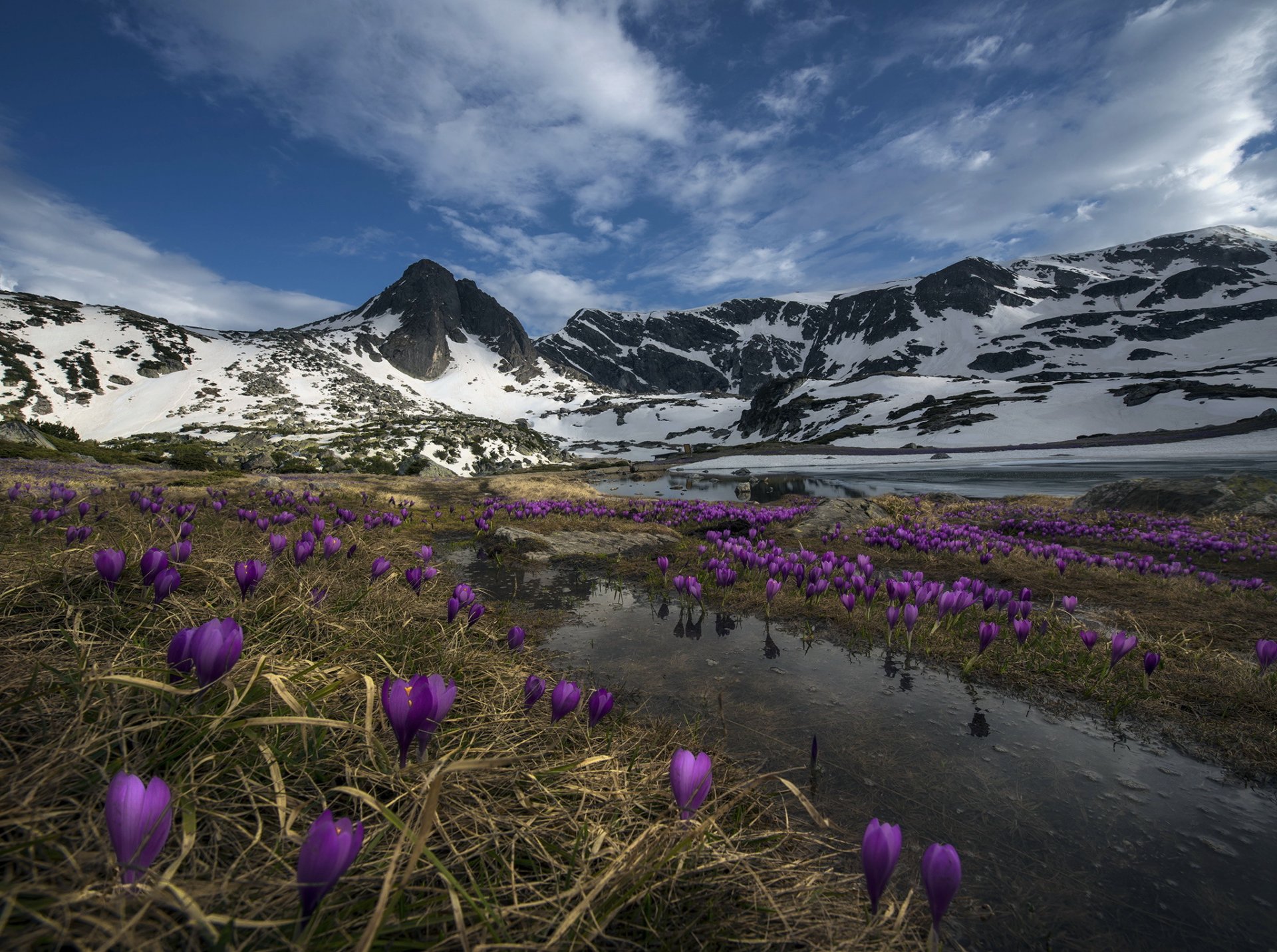 montañas flores naturaleza