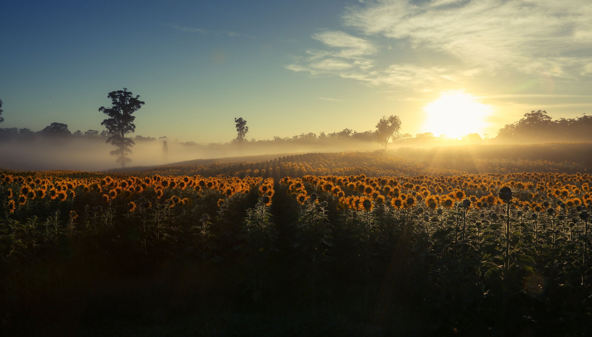 morgen nebel sonnenblumen