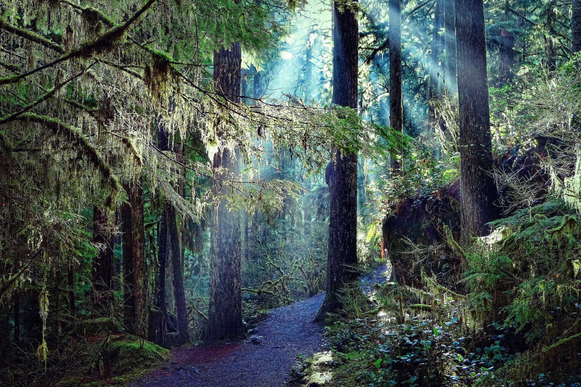 bosque árboles sendero naturaleza foto