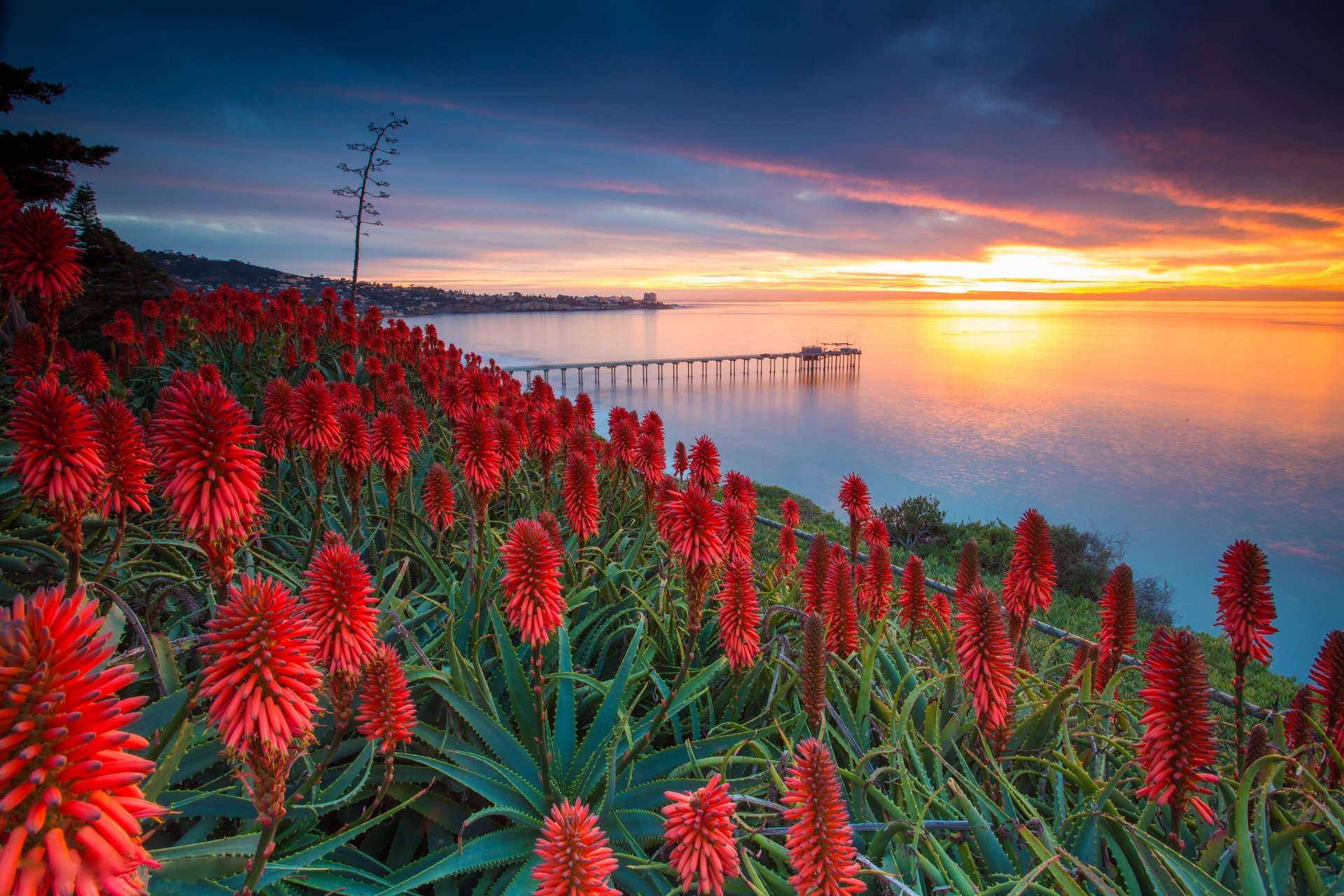 san diego estados unidos aloe flores cielo agave nubes puesta de sol mar muelle