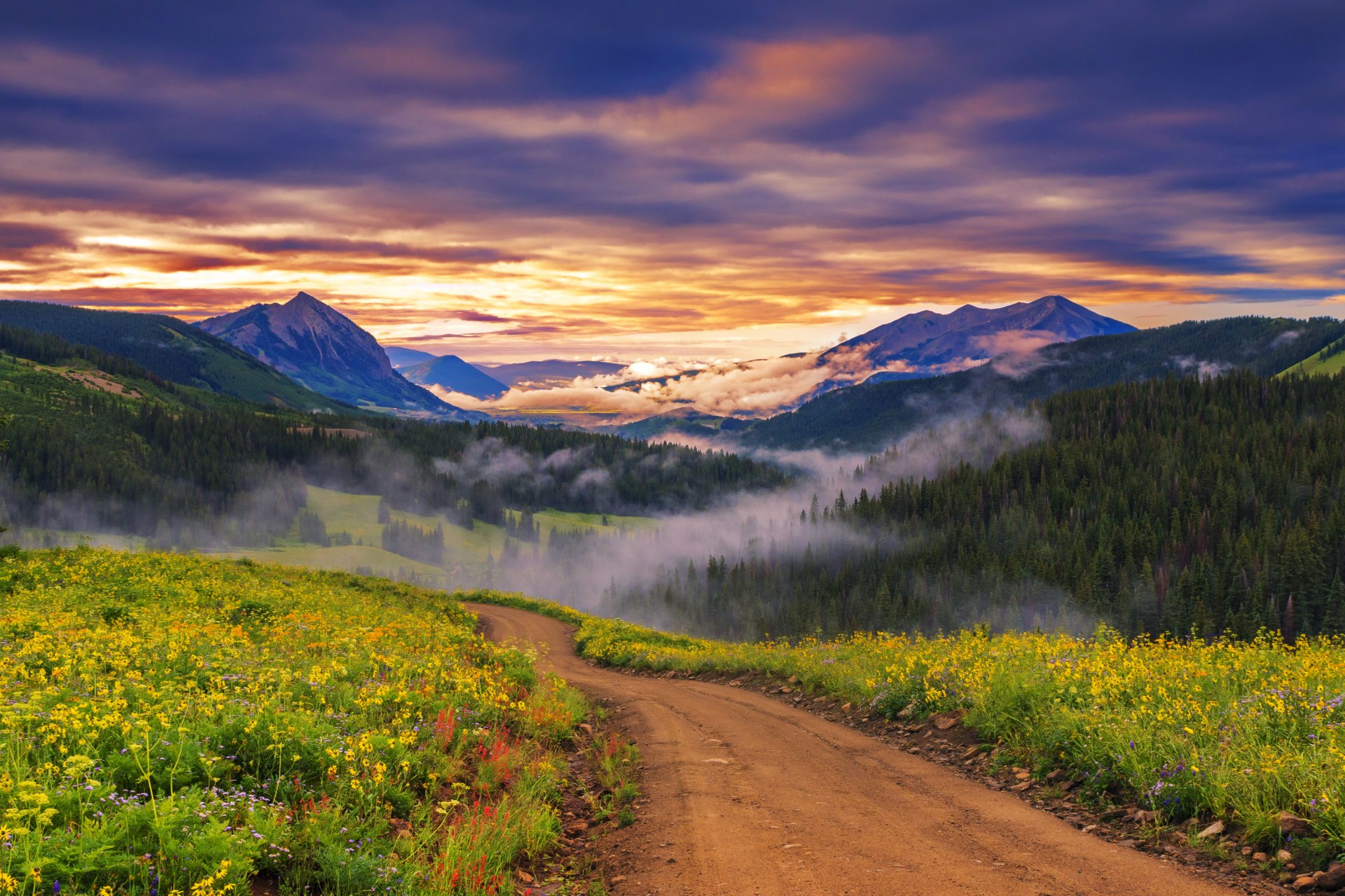 mountain forest valley dawn fog road grass flower