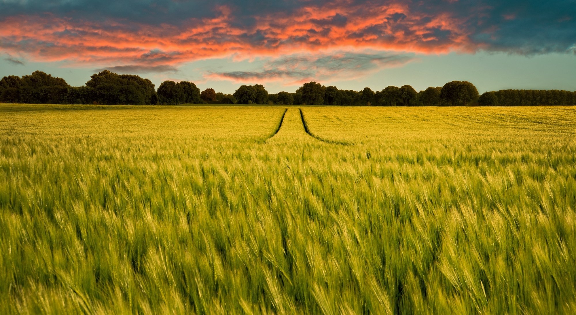 feld roggen spurweite horizont bäume wolken sonnenuntergang