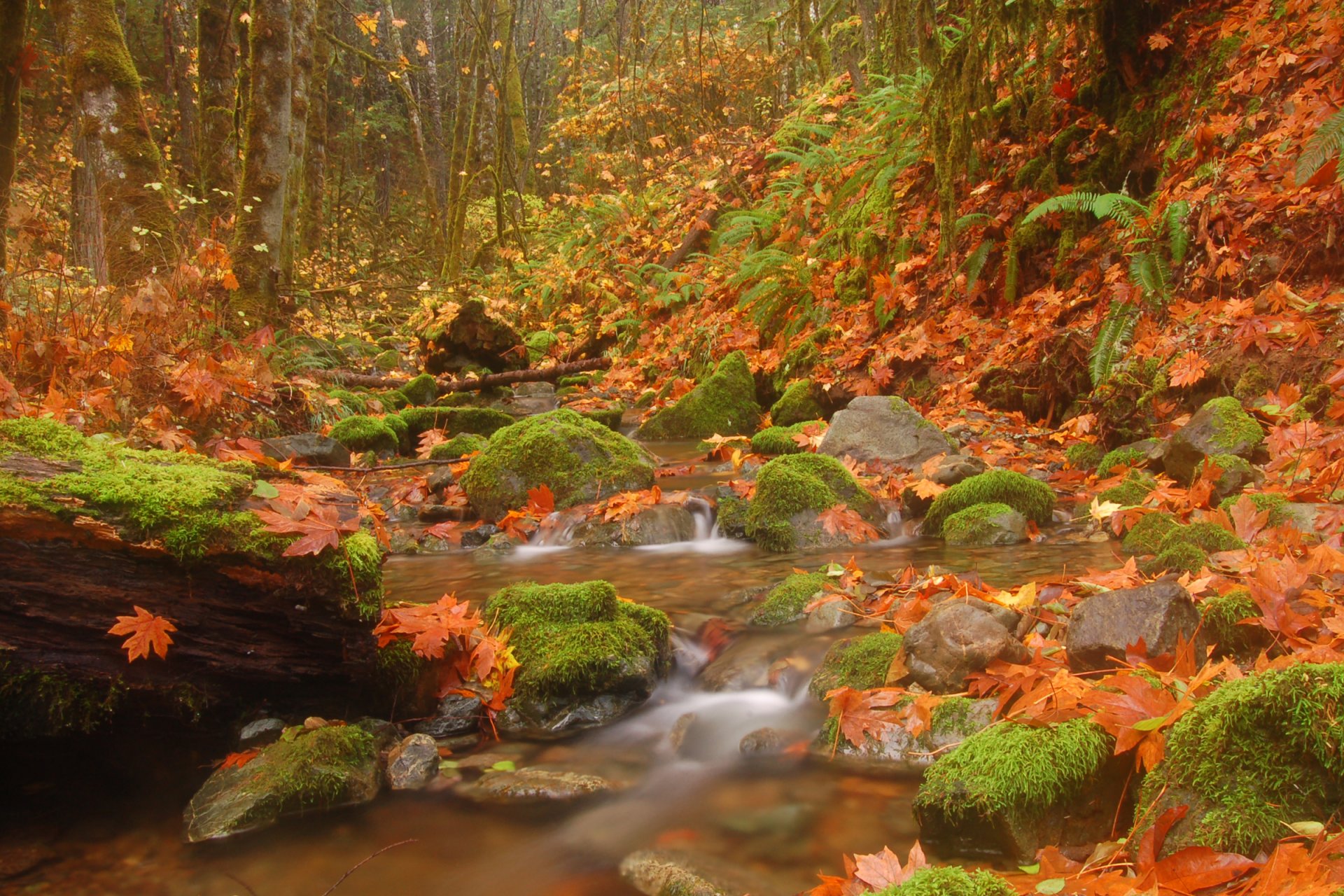 paesaggio foresta fiume ruscello autunno alberi foglie pietre natura