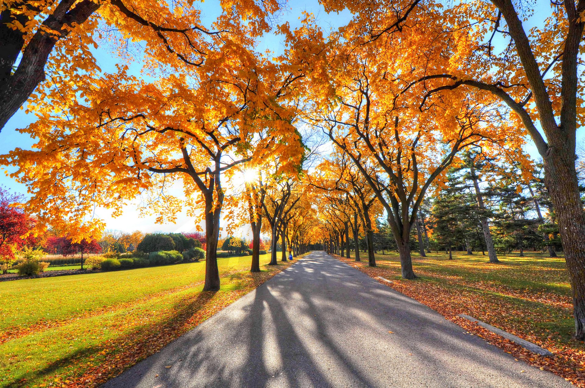 ky rays park alley tree autumn grass leave