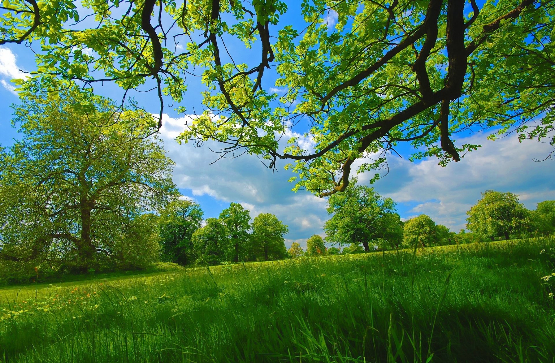 été pré arbres branches herbe