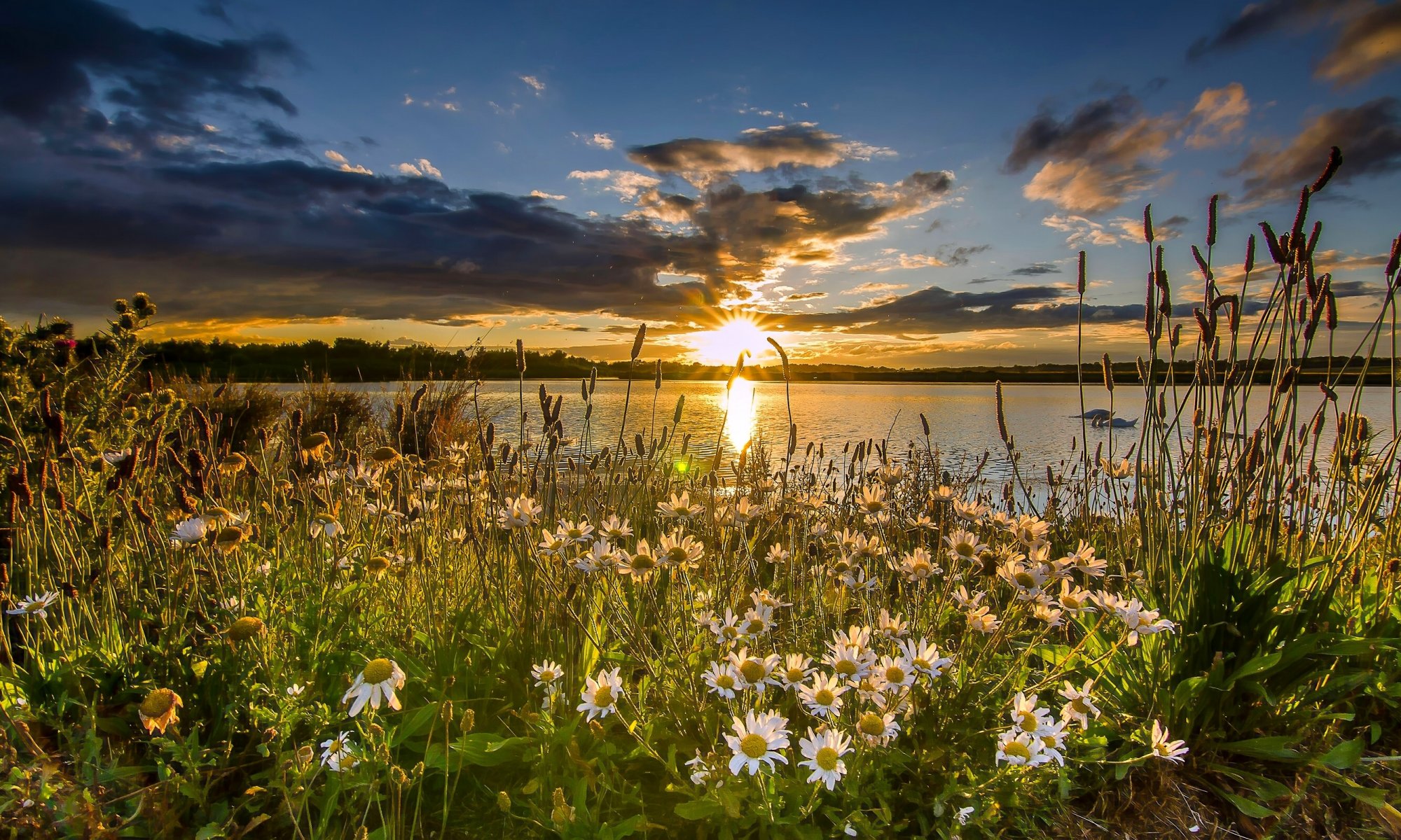 t aidan s rspb west yorkshire england reserve lake sunset chamomile flower