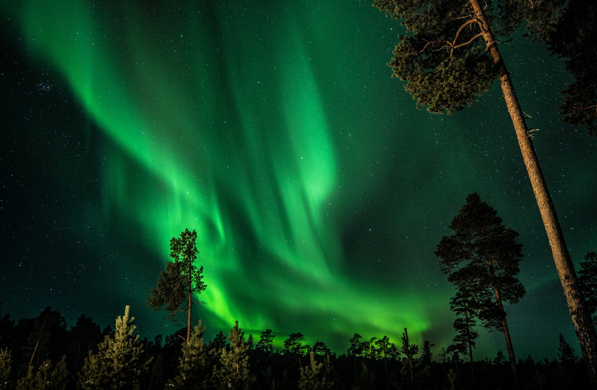 finlandia noc niebo gwiazdy zorza polarna las drzewa