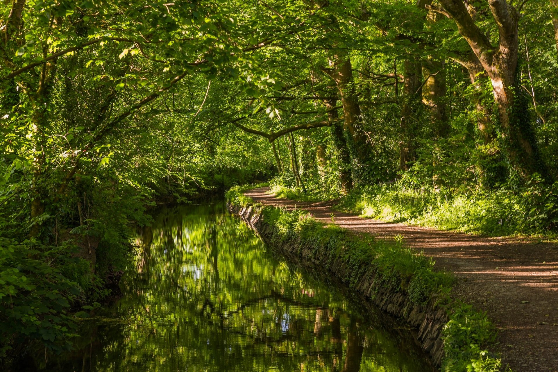 west-devon england west-devon fluss fluss wald bäume weg grüns