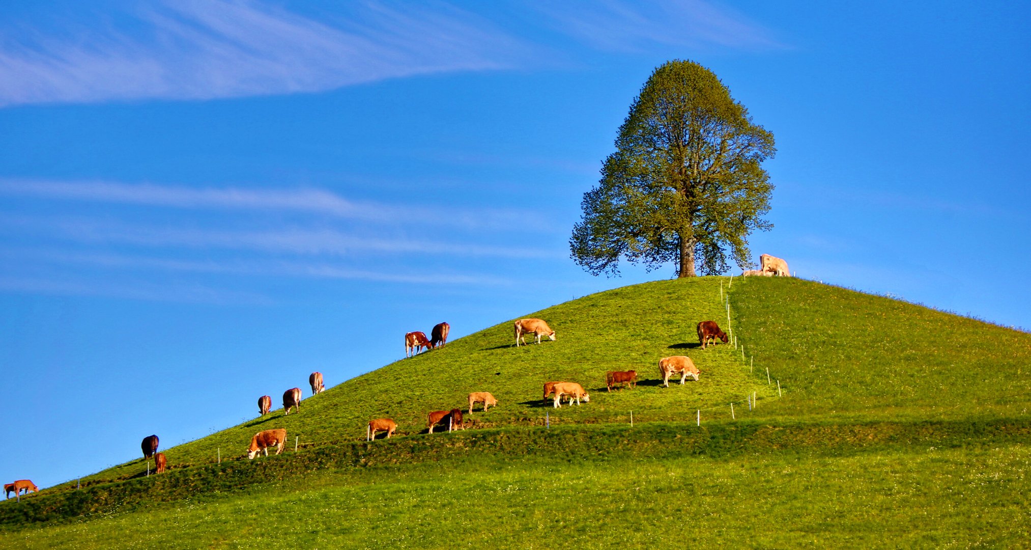 cielo collina erba albero mucche gregge