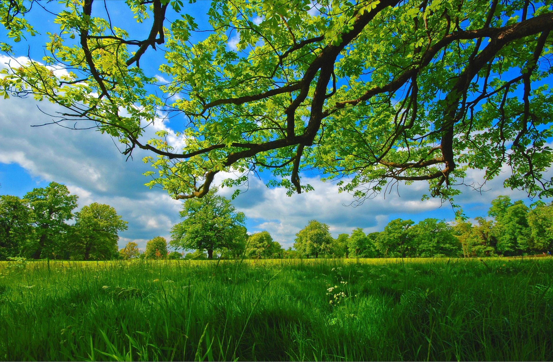 sommer wiese bäume zweige gras