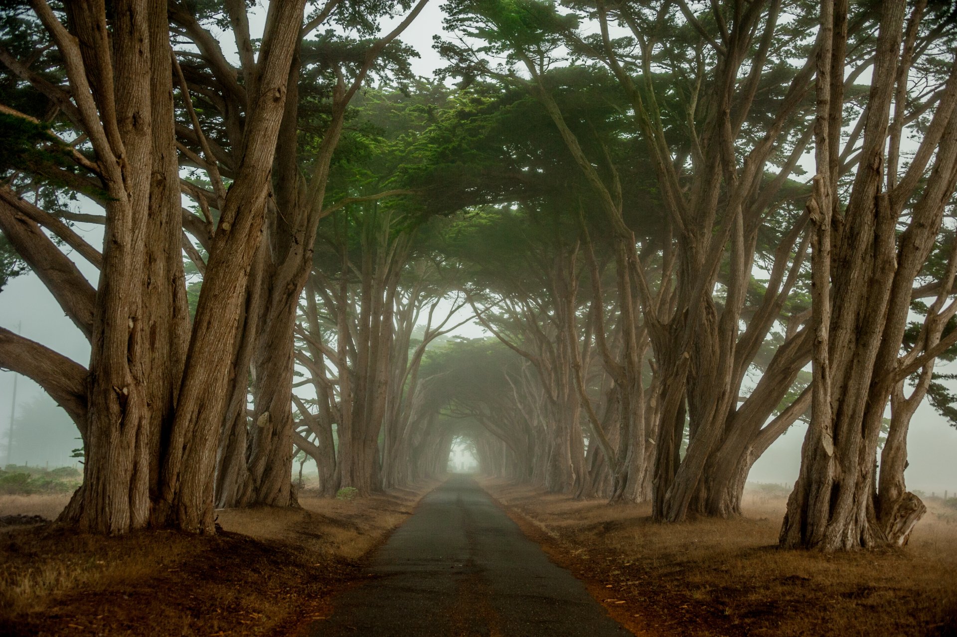 california cypress tunnel road tree morning