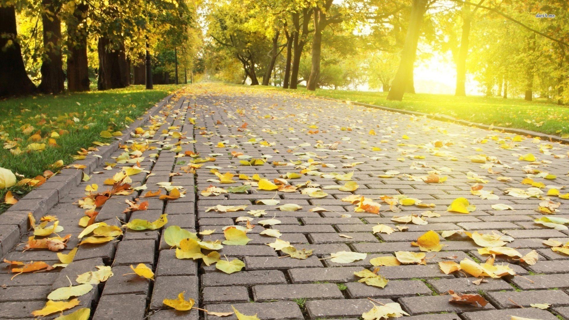 automne parc allée