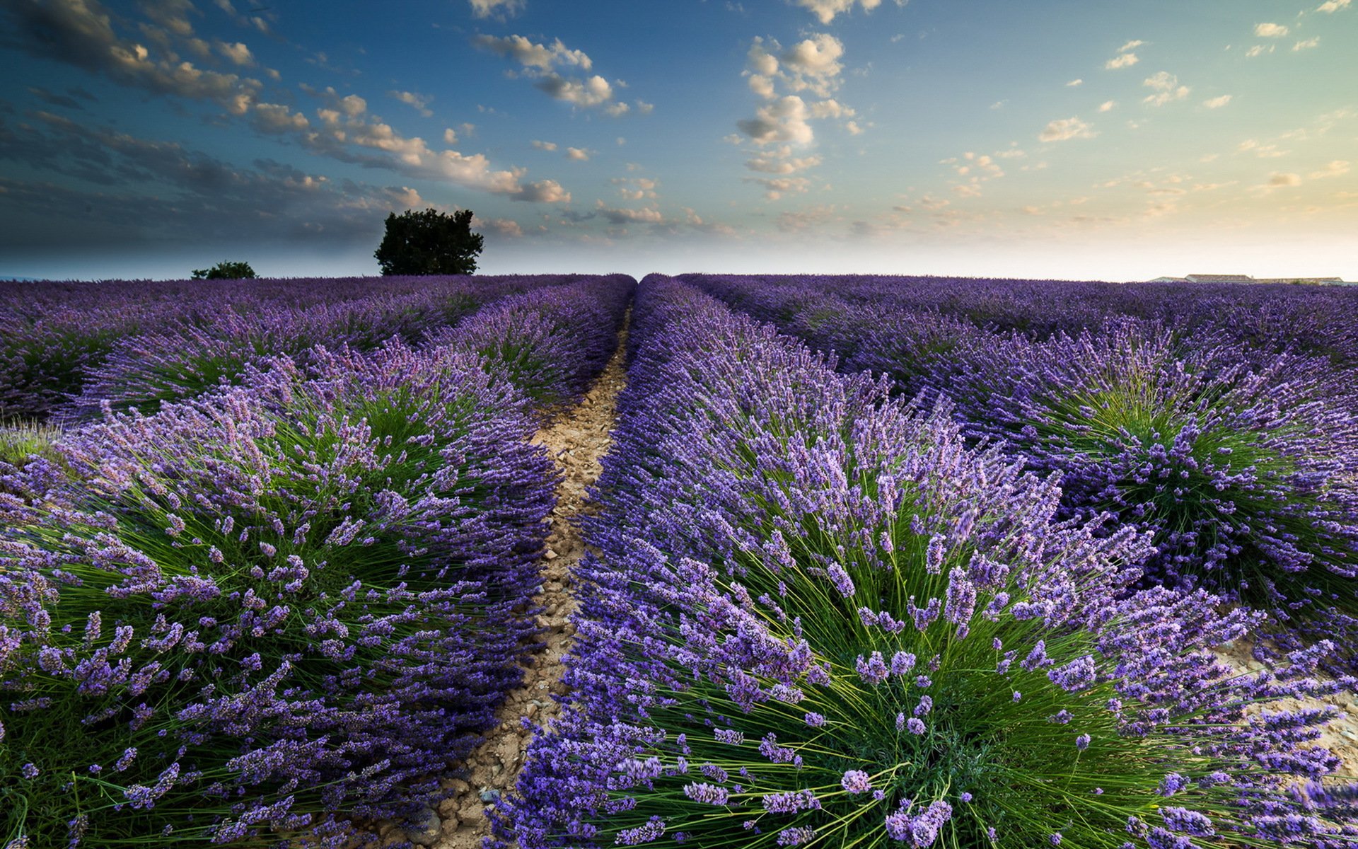 the field lavender summer