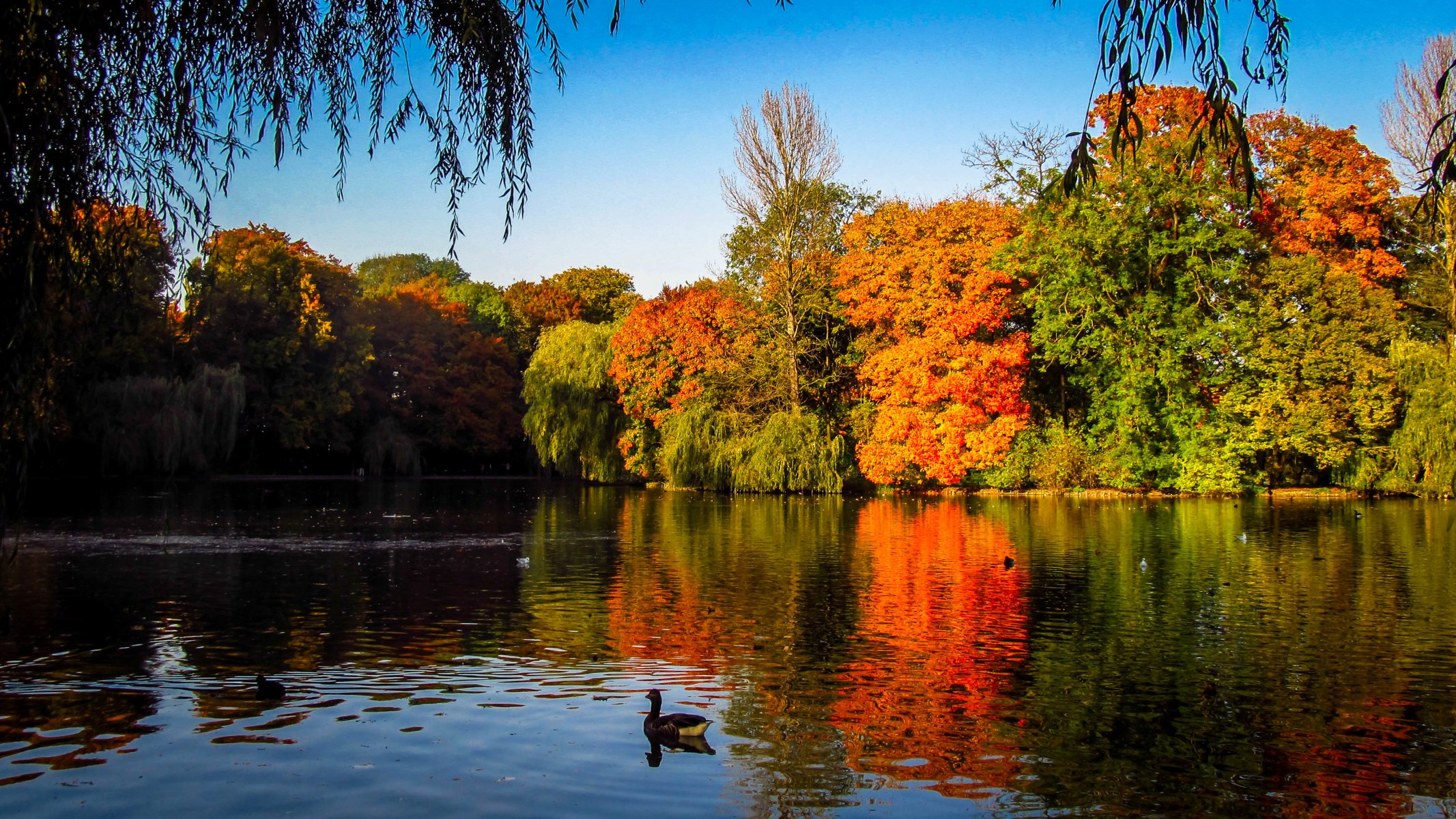 autumn tree lake duck india