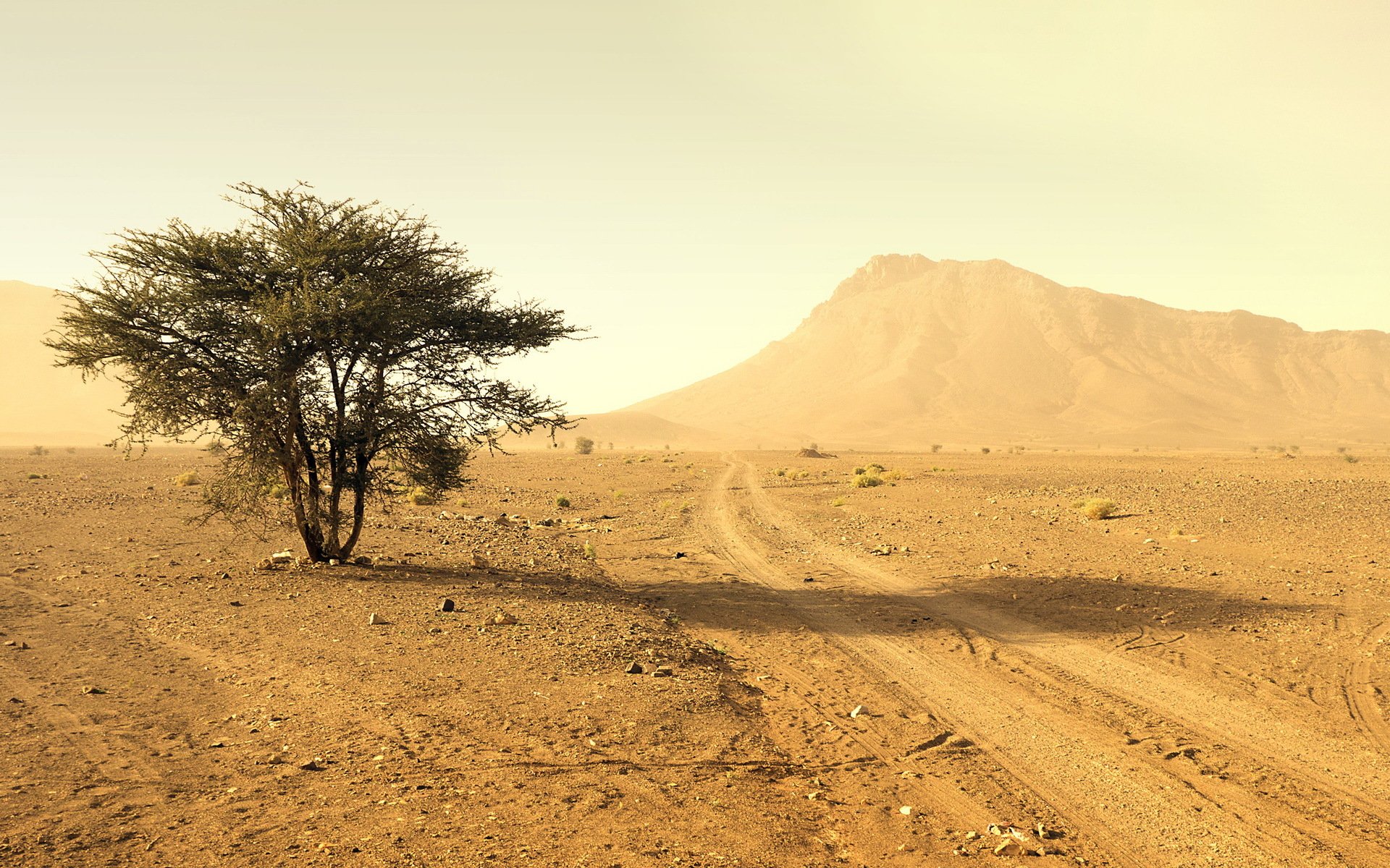 desert tree landscape