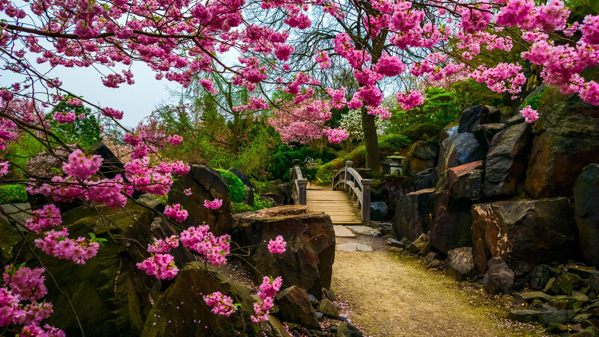 jardin japonais pont pierres fleurs arbre sakura