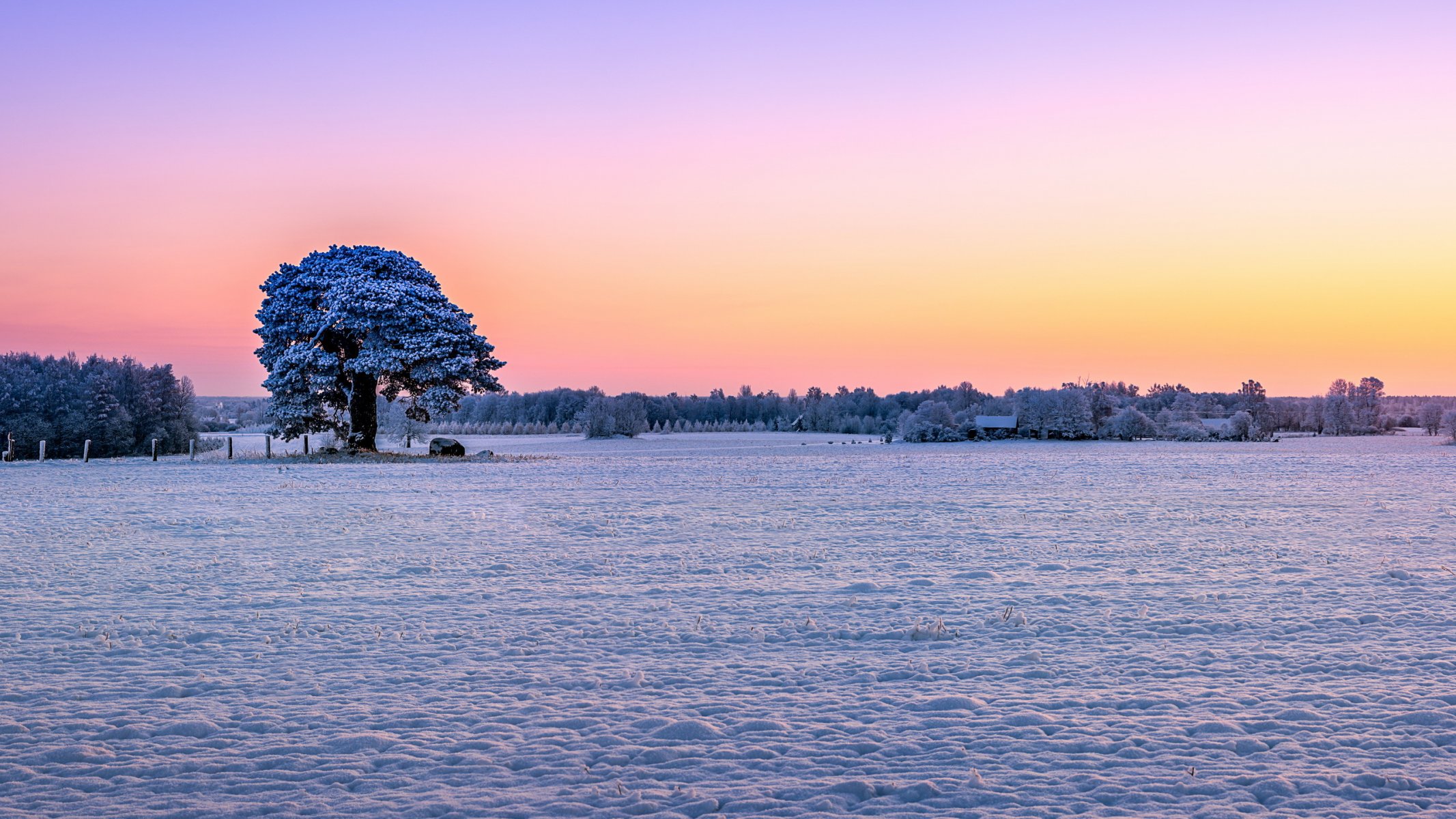 campo nieve árboles