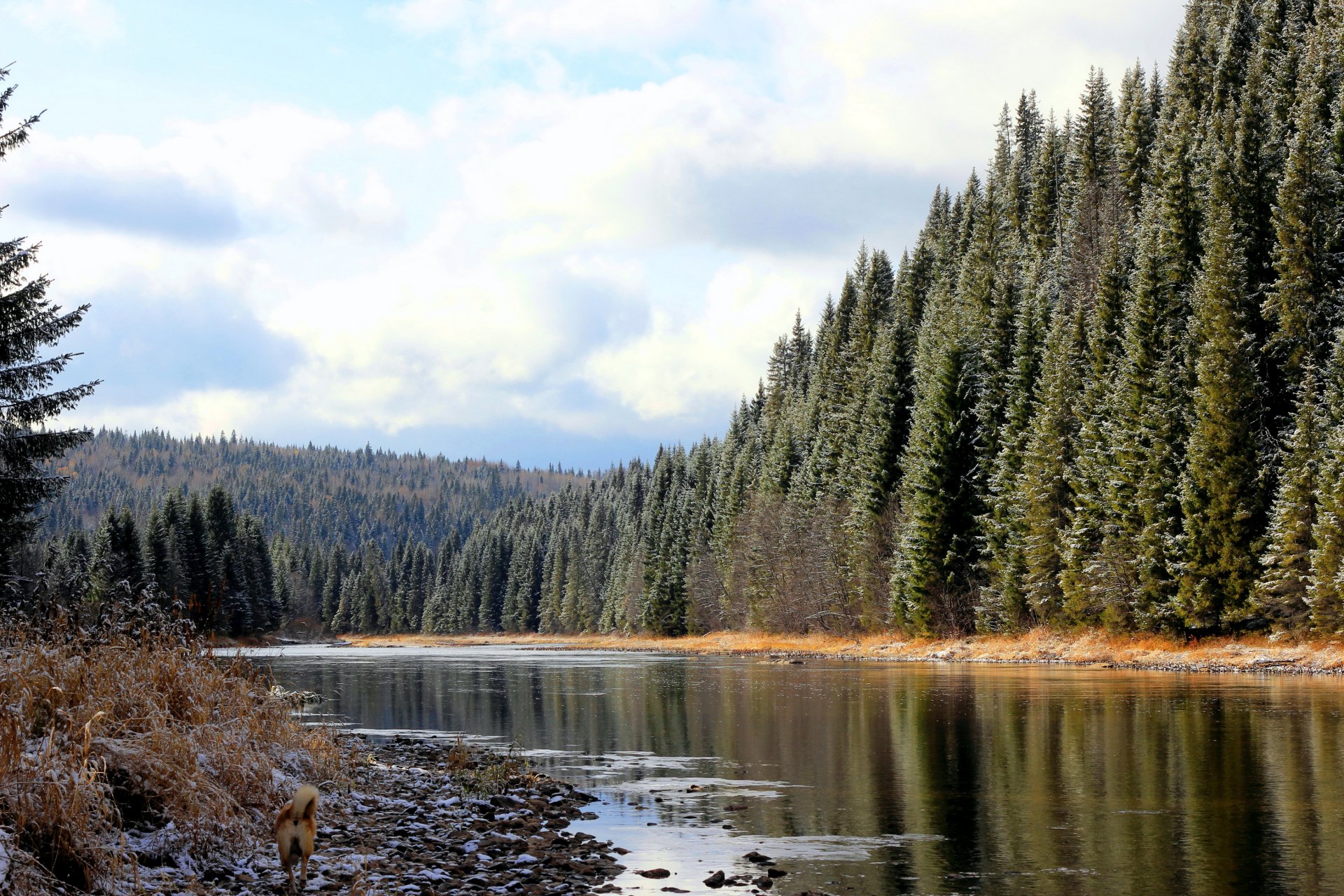 russie région de perm koiva forêt rivière neige