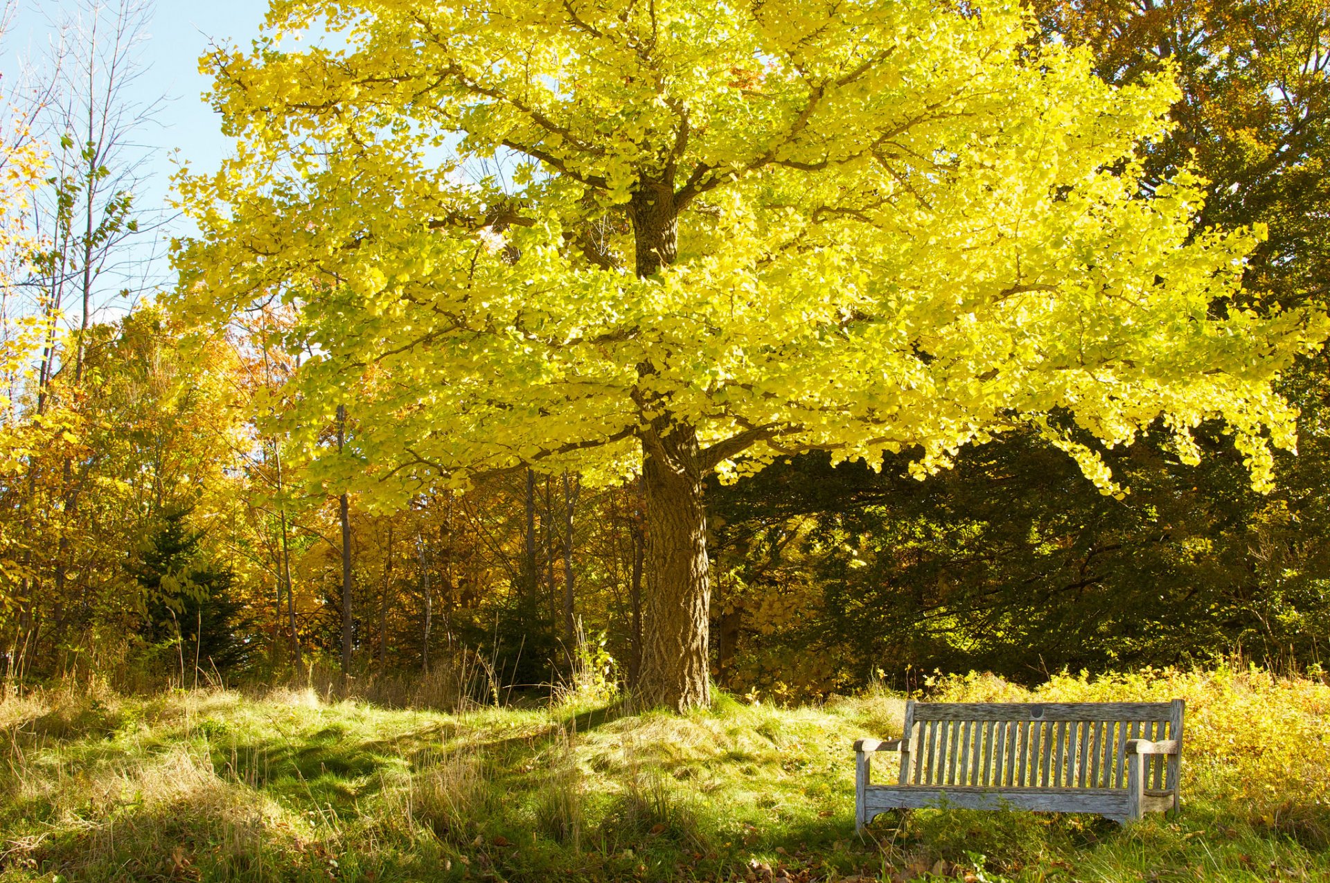 parque jardín cielo árboles otoño banco