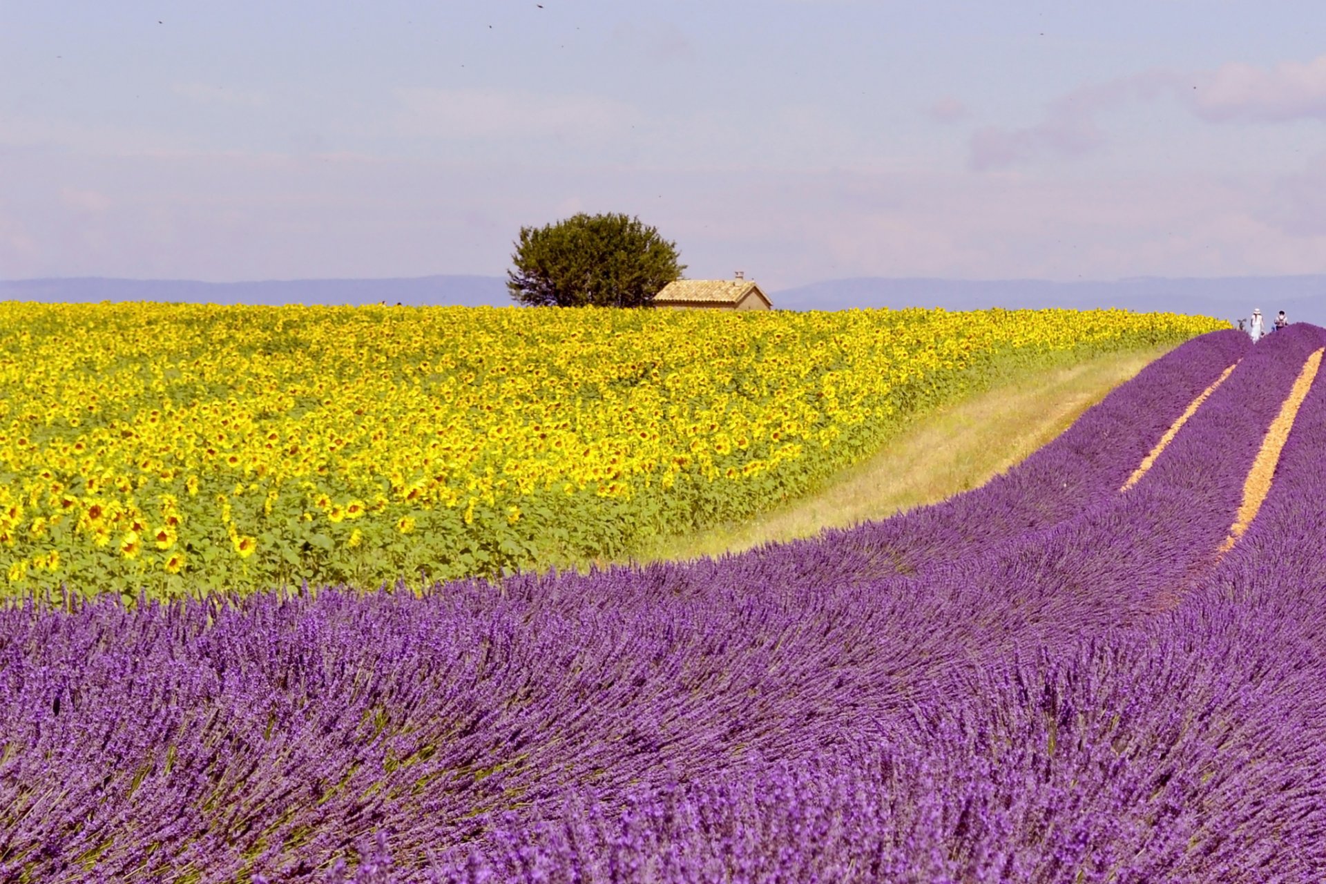 lavanda campo famr casa personas camino horizonte árbol