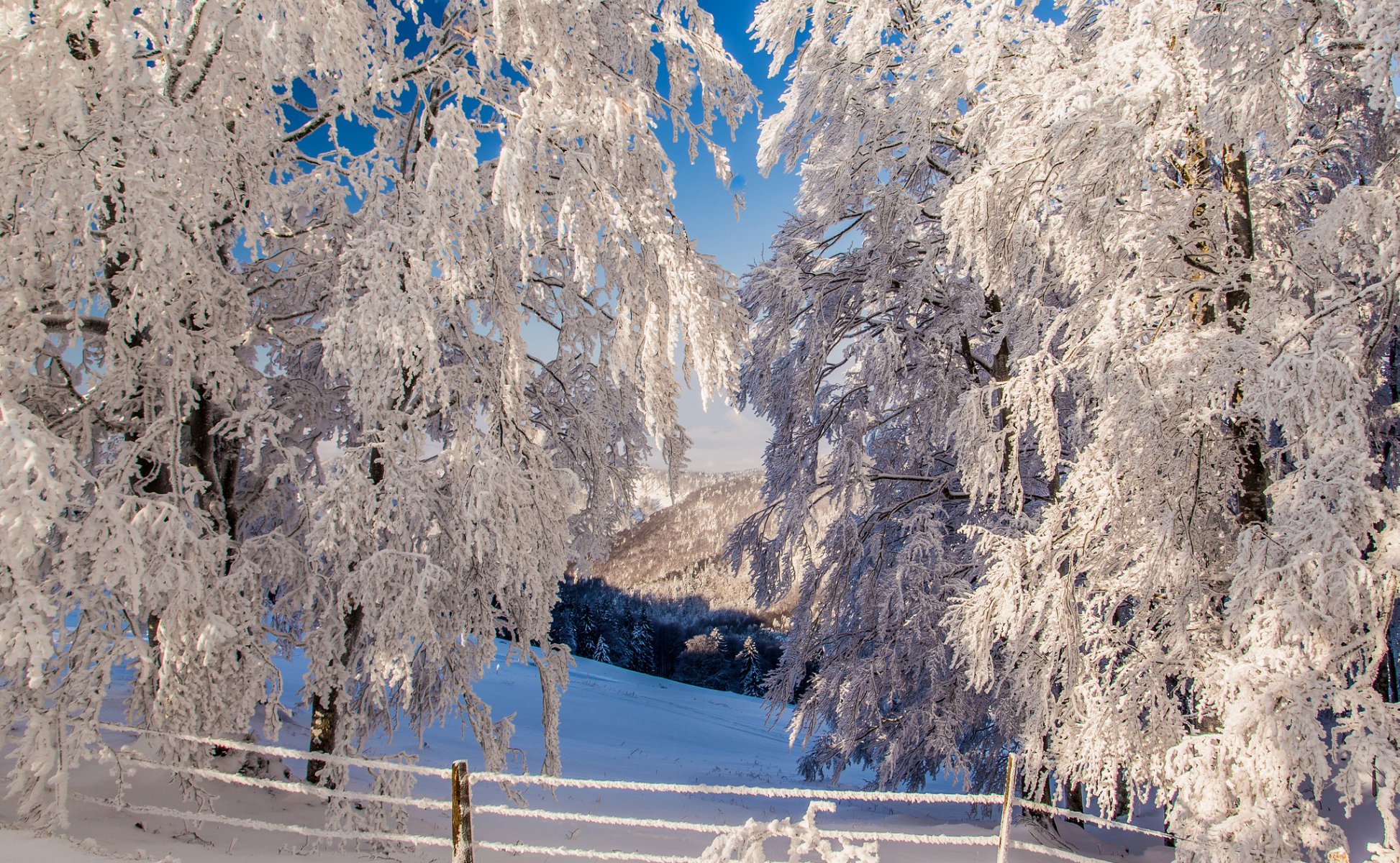 montañas pendiente cerca invierno árboles nieve