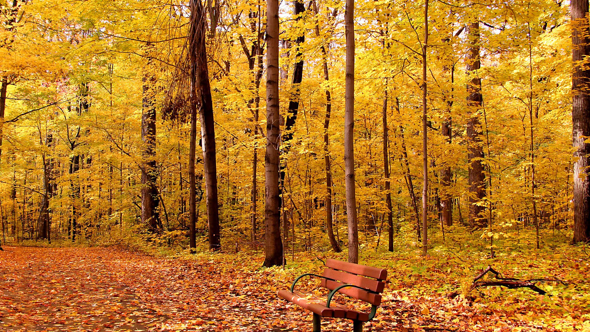 park alley bench tree foliage autumn leave