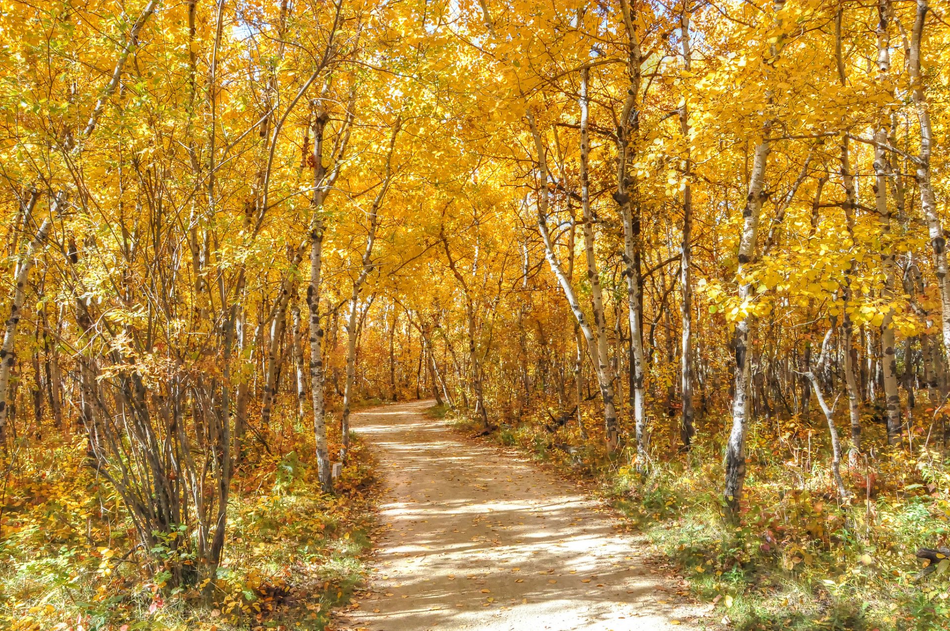 wald straße bäume blätter herbst