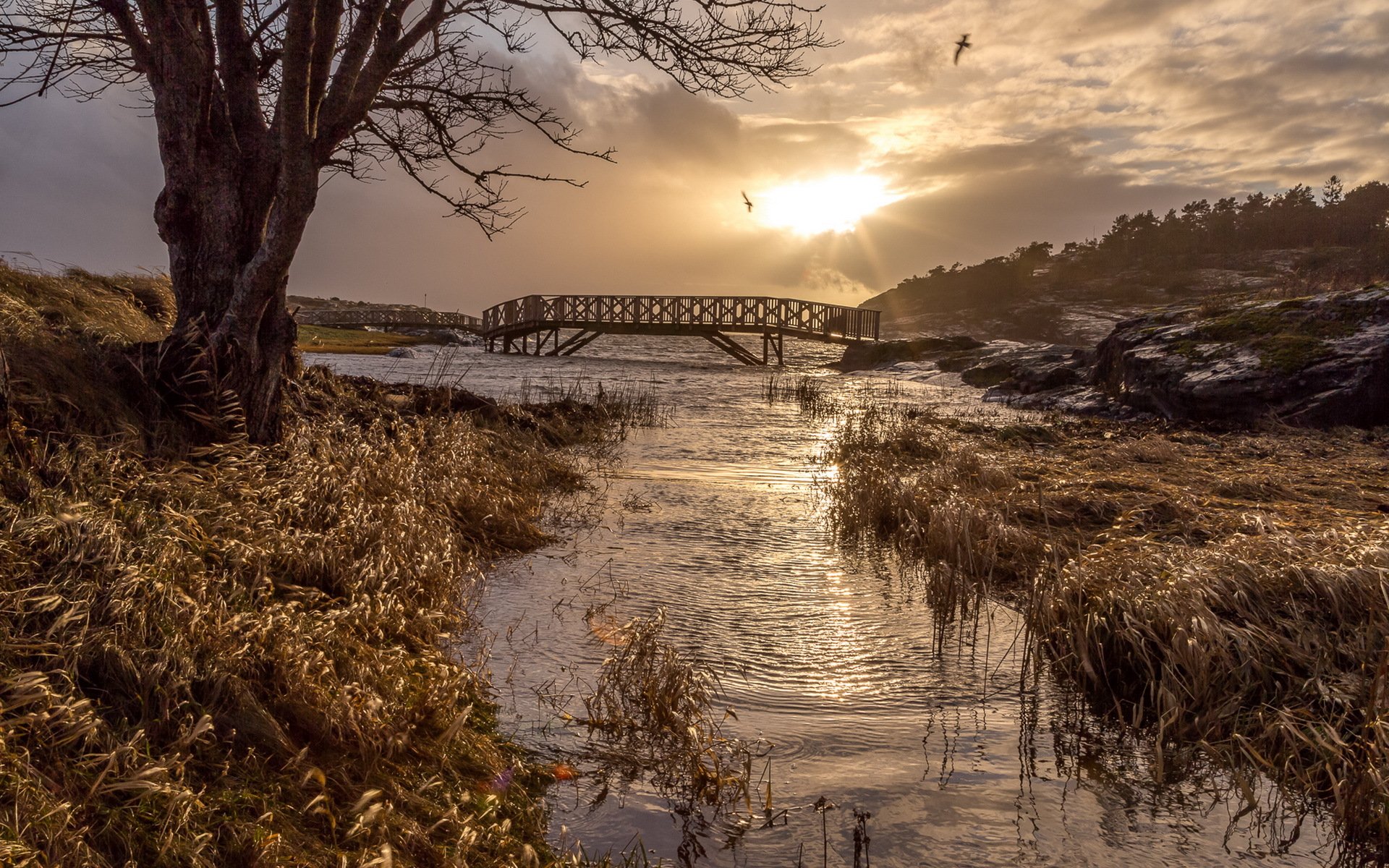 mattina fiume ponte paesaggio