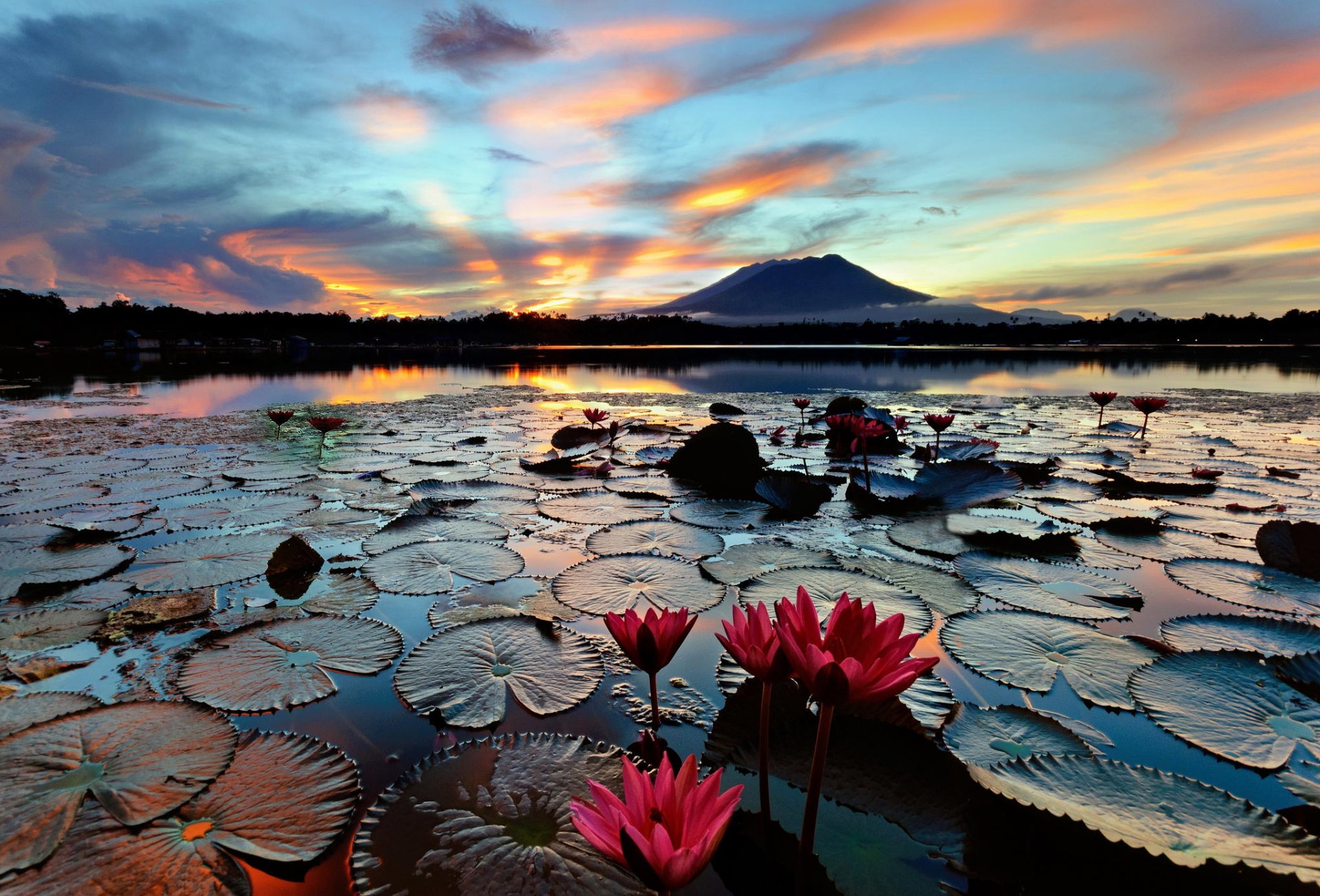 filippine isola luzon lago sampaloc mattina ninfee ninfee