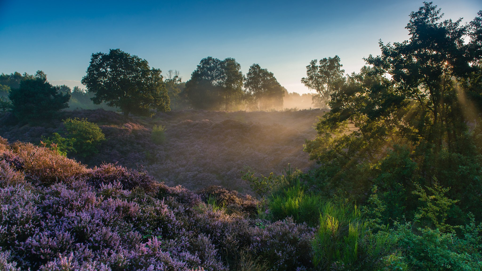 parc national de veluwezoom reden gueldre pays-bas parc national de veluwezoom matin aube rayons bruyère arbres