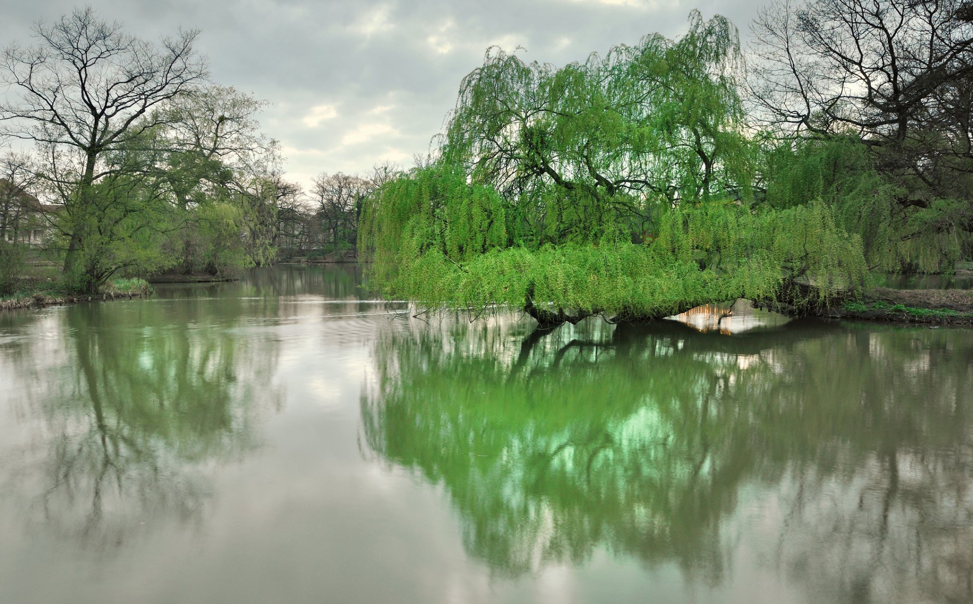 dresden park see bäume frühling