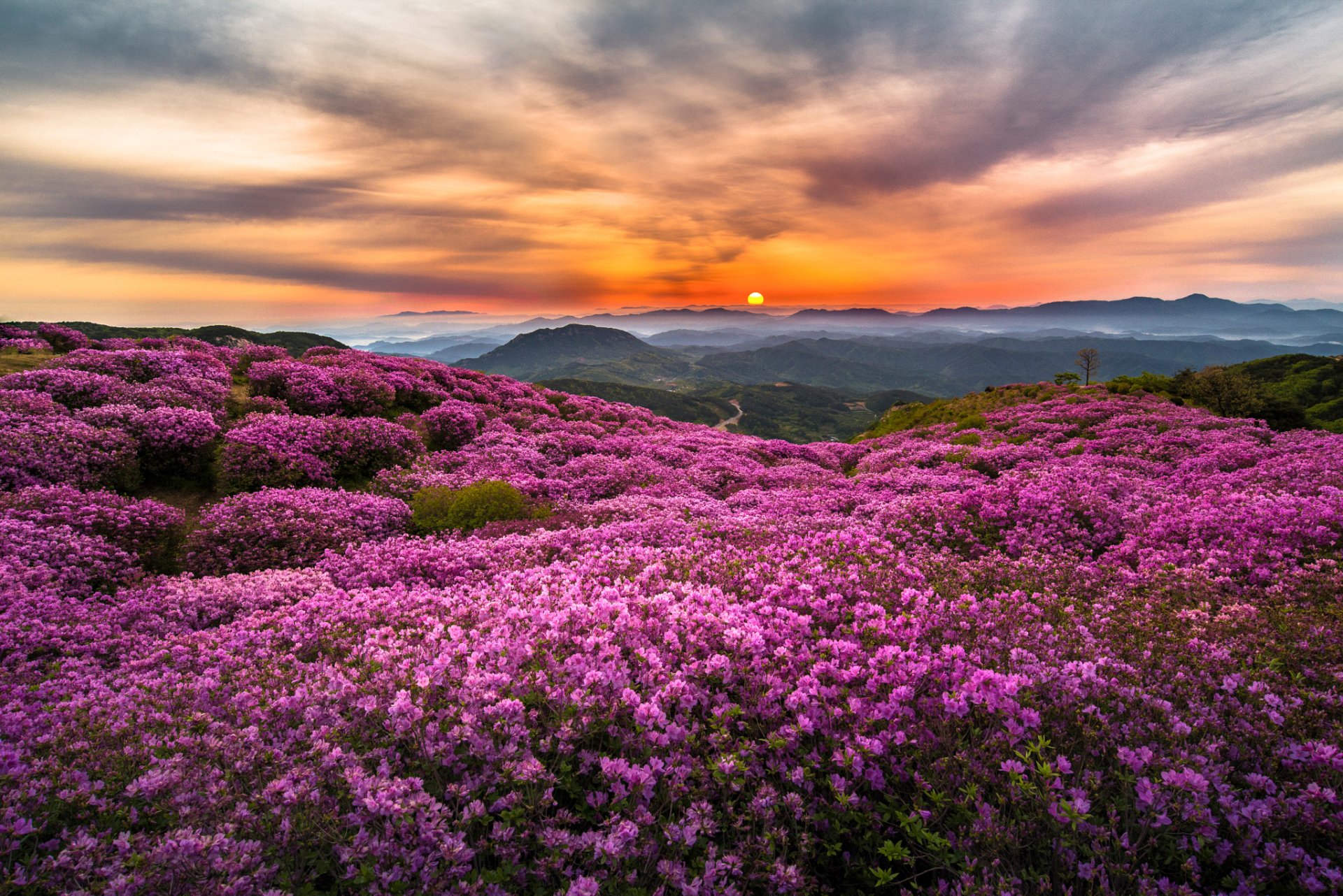 corea mañana sol montañas colinas niebla flores