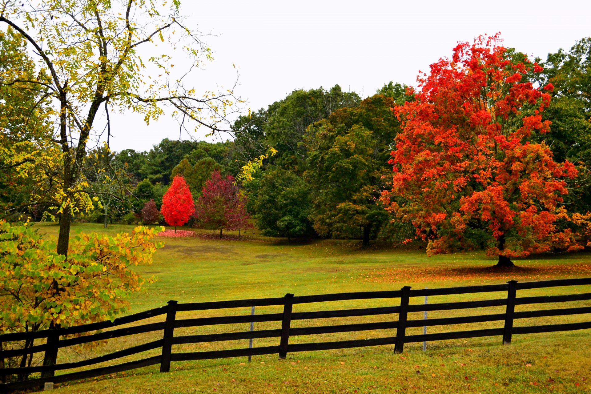 naturaleza bosque parque árboles hojas colorido camino otoño caída colores paseo