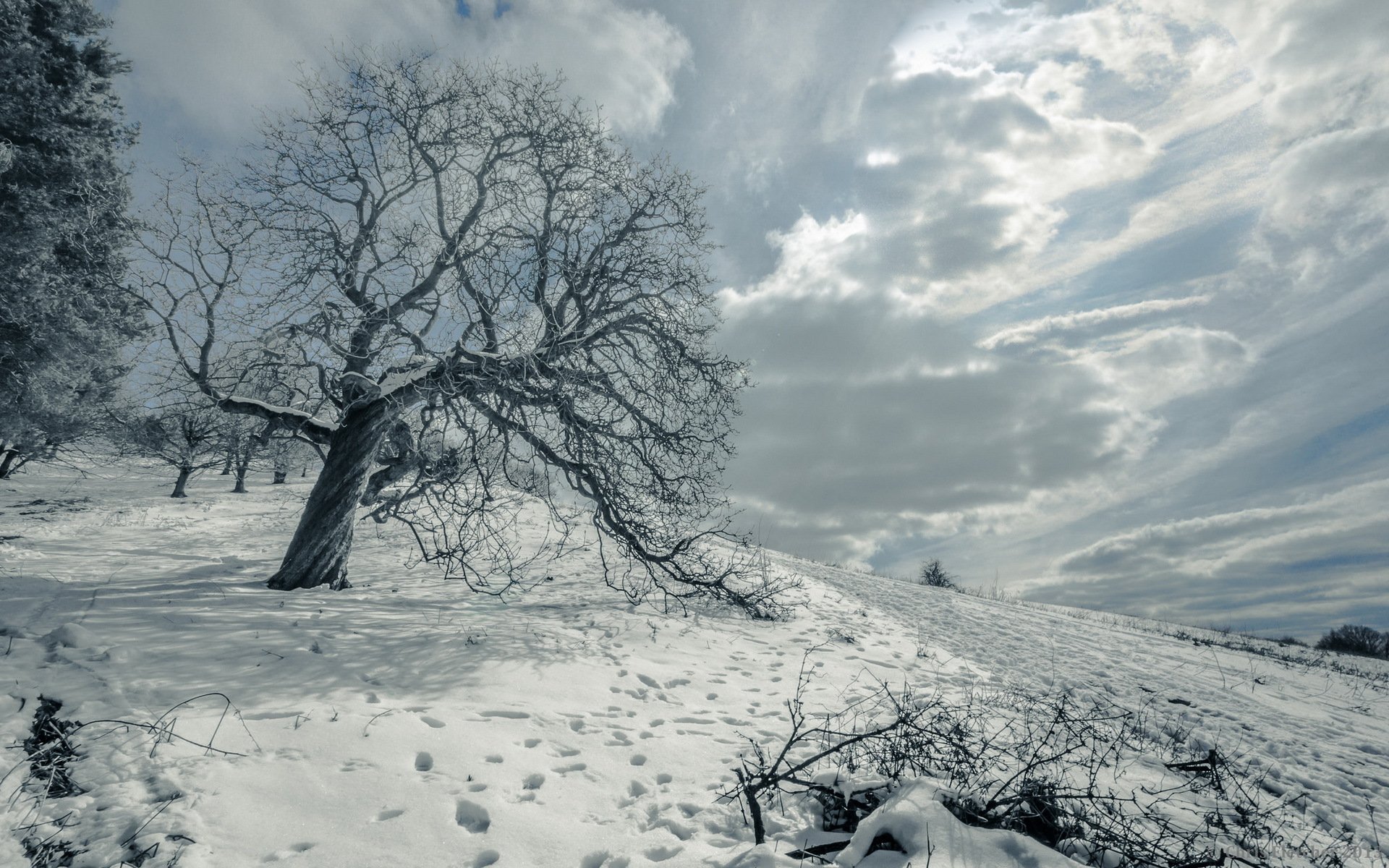 champ arbre neige paysage hiver