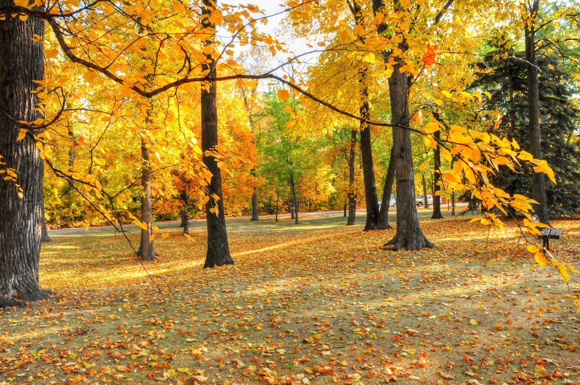 park ławka drzewa liście jesień