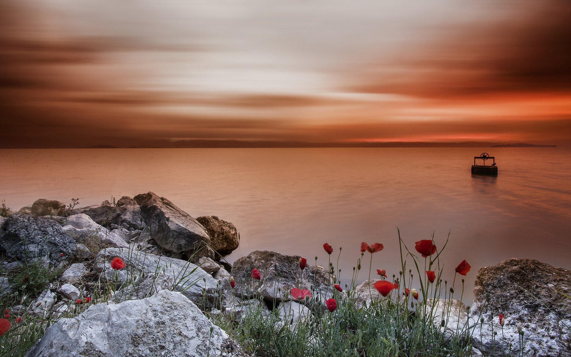 puesta de sol mar costa amapolas paisaje