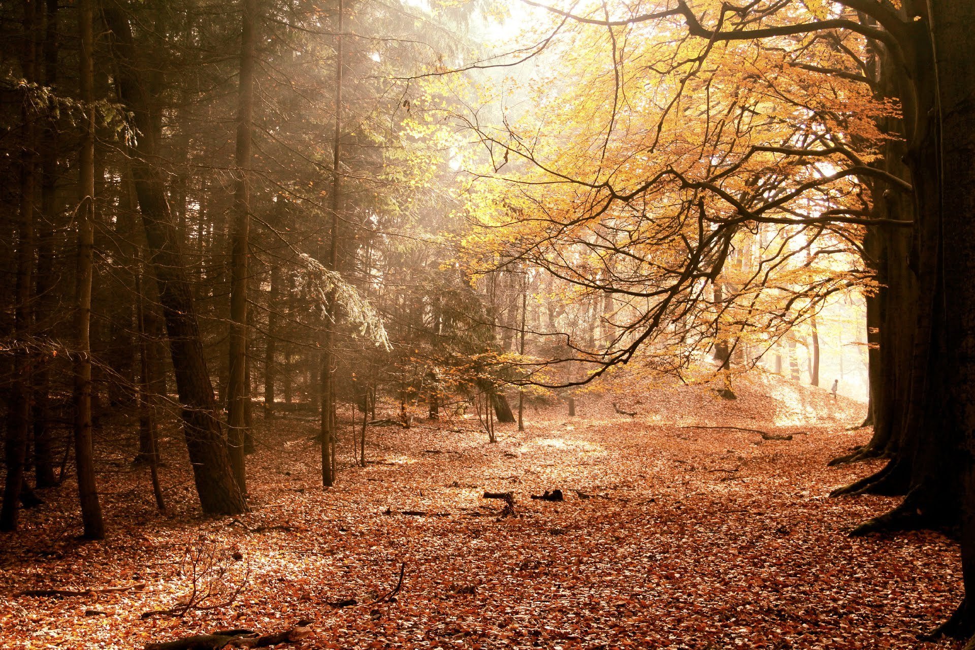 otoño paisaje naturaleza