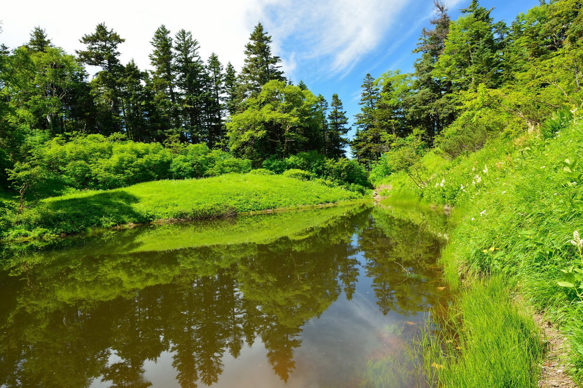 fluss wald sommer gras natur foto