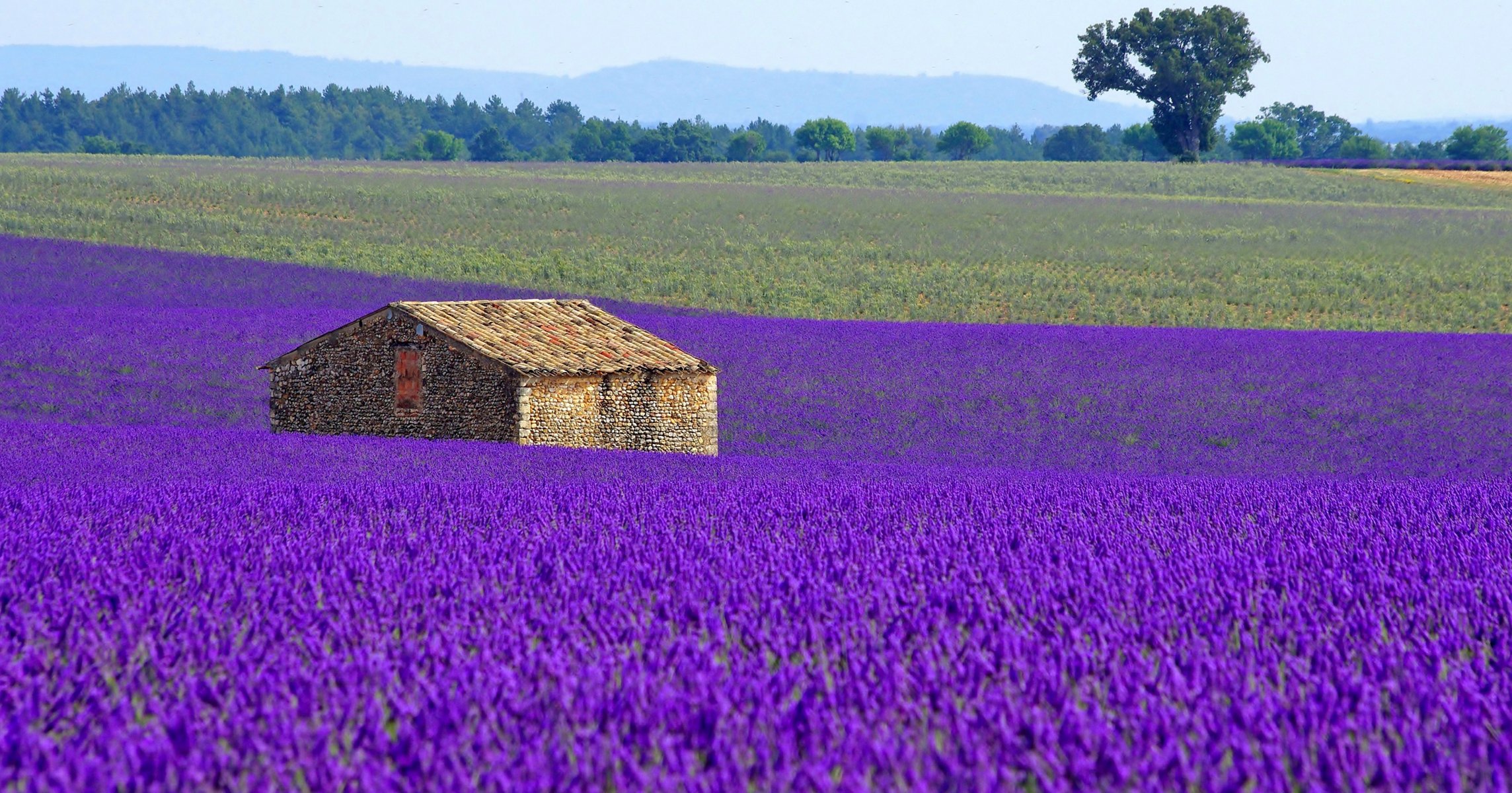 francia campo prado plantación flores lavanda casa