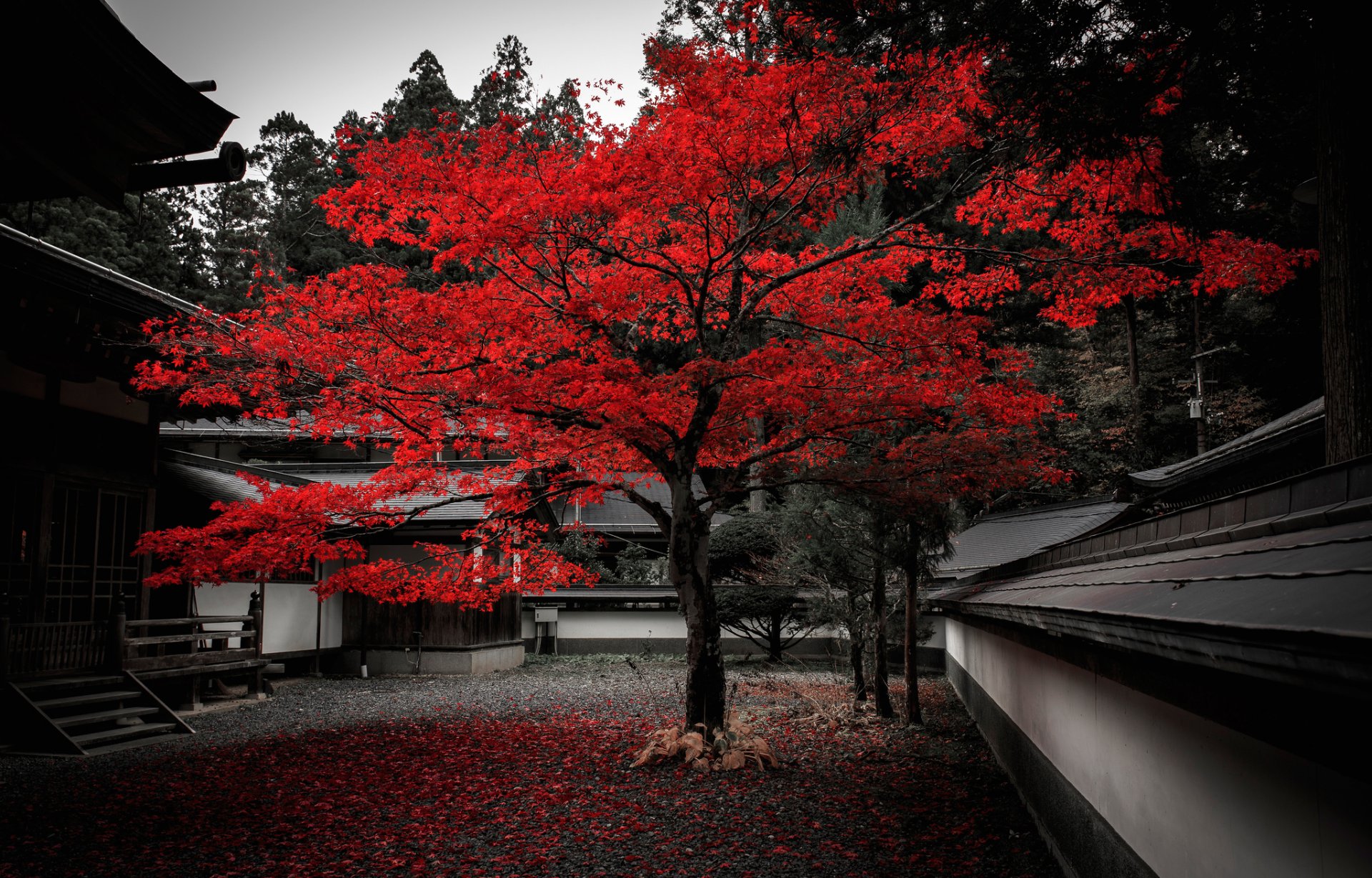 japan yard house tree autumn leaves purple